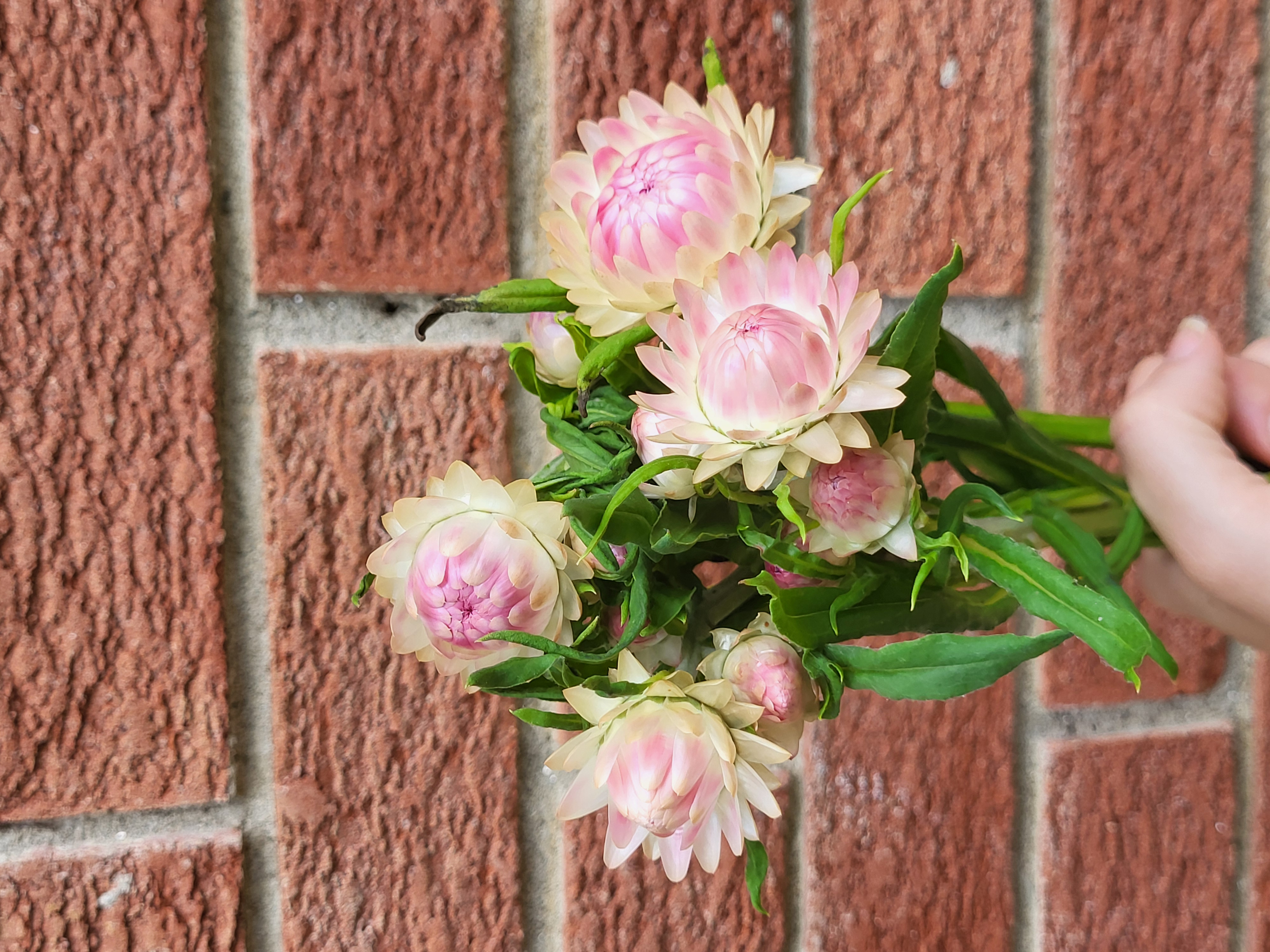 Strawflower