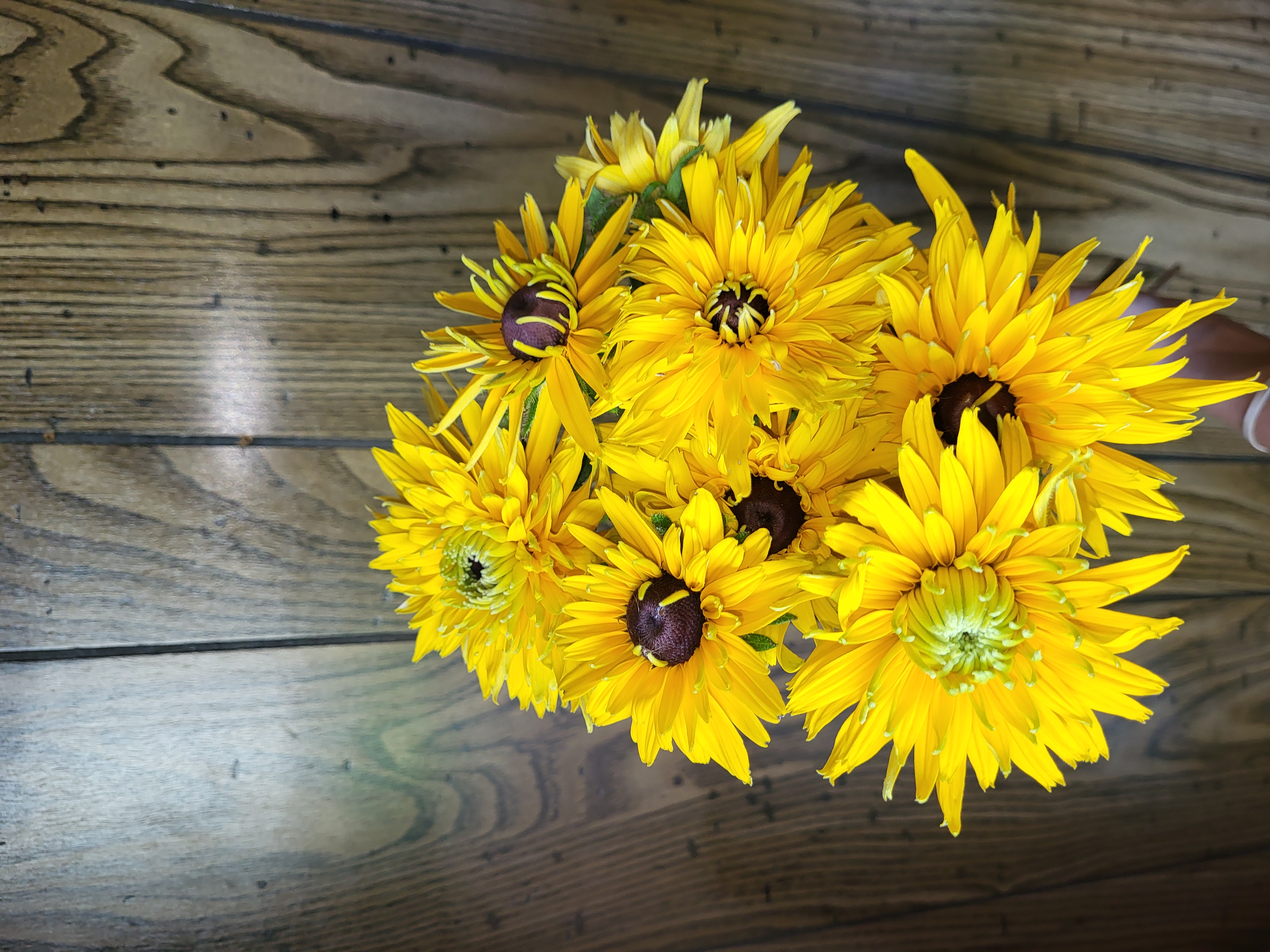 Rudbeckia 