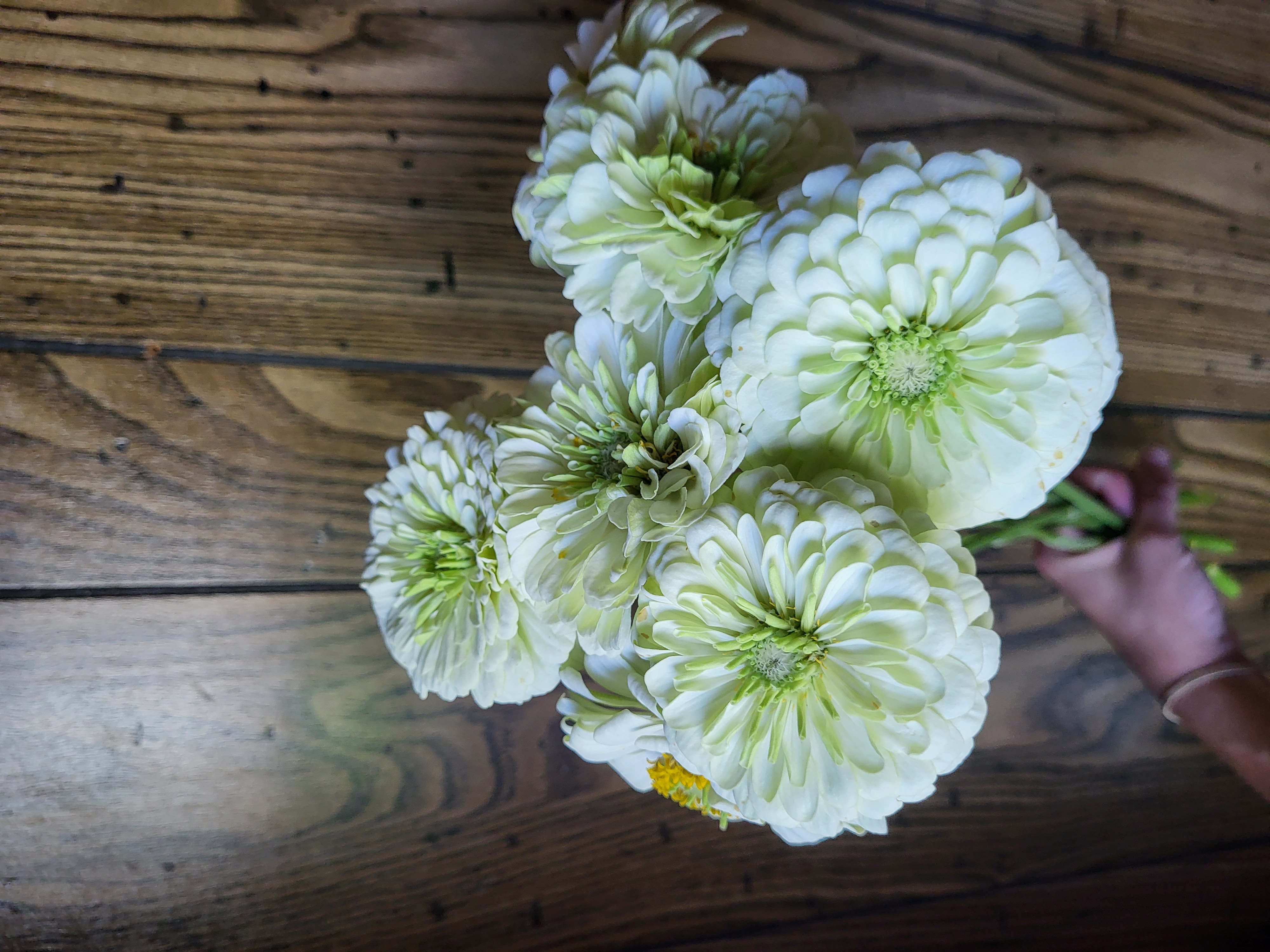 Zinnia