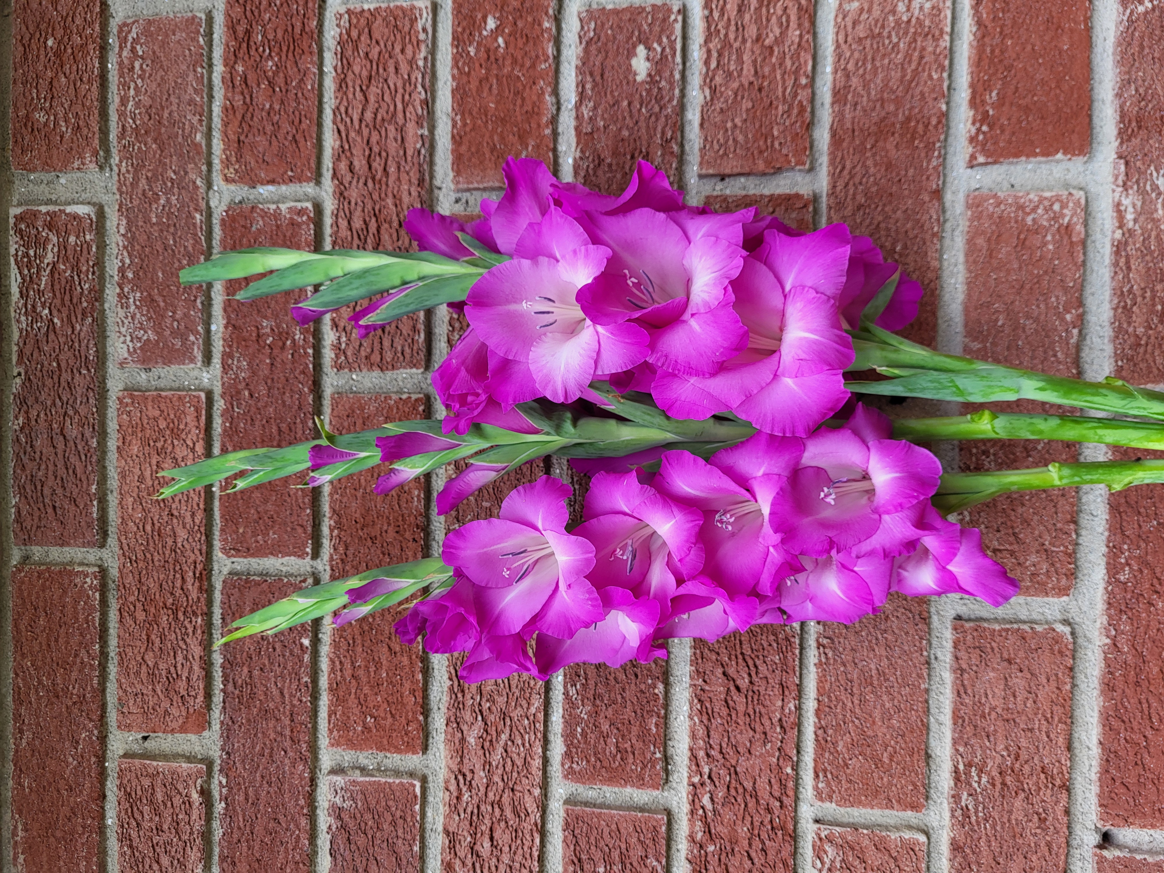 Gladiolus 