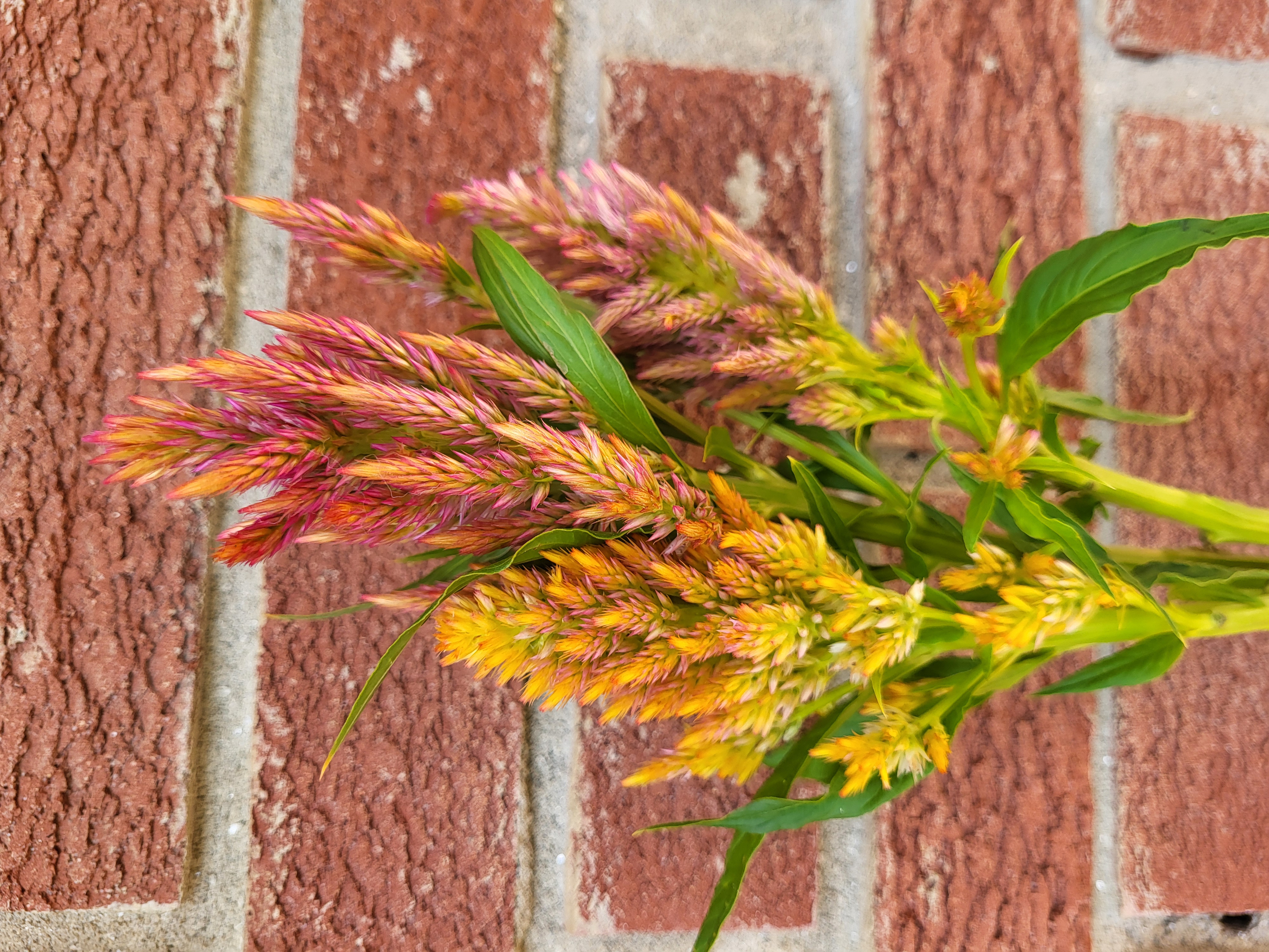 Celosia