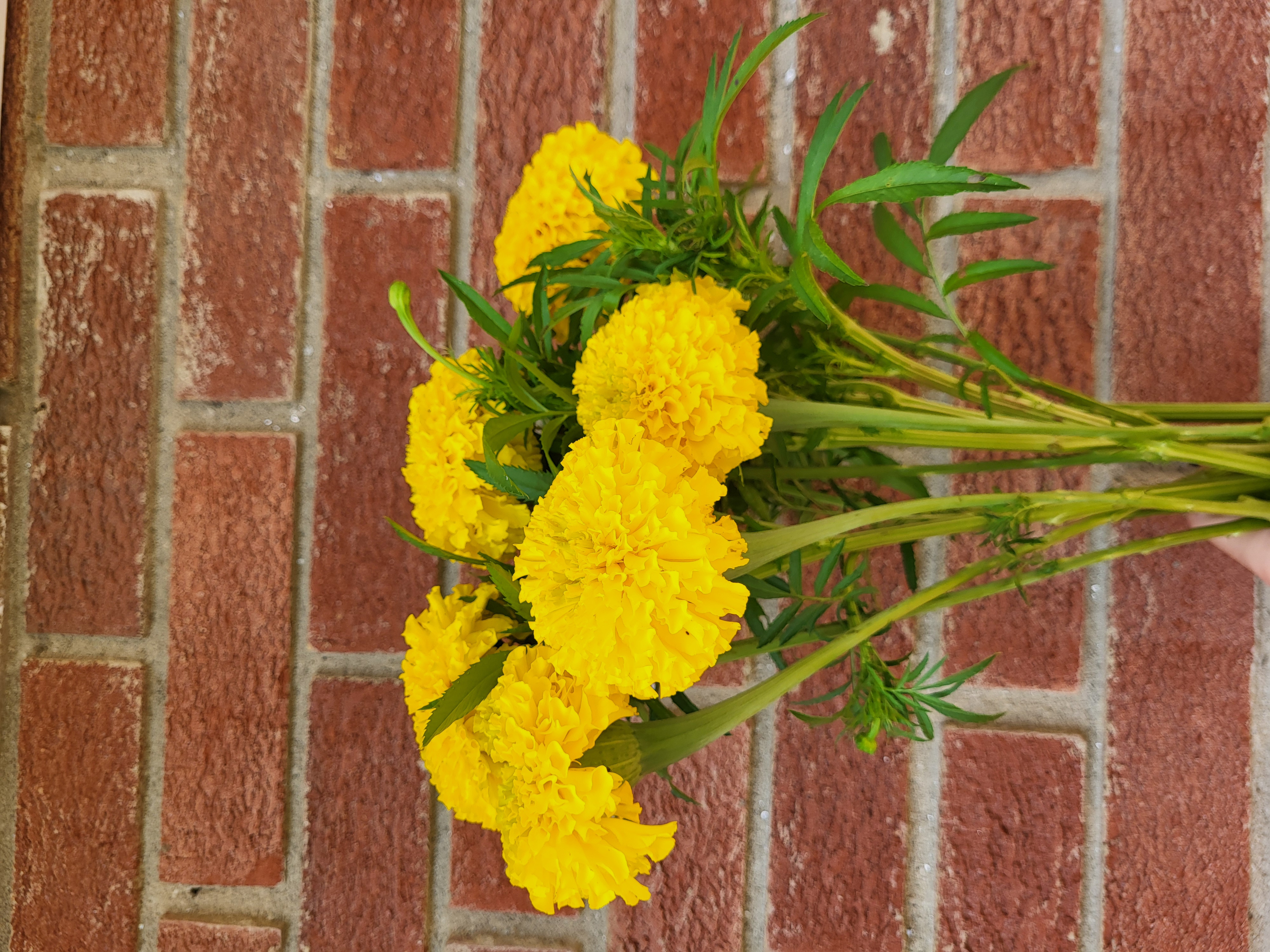Marigold 