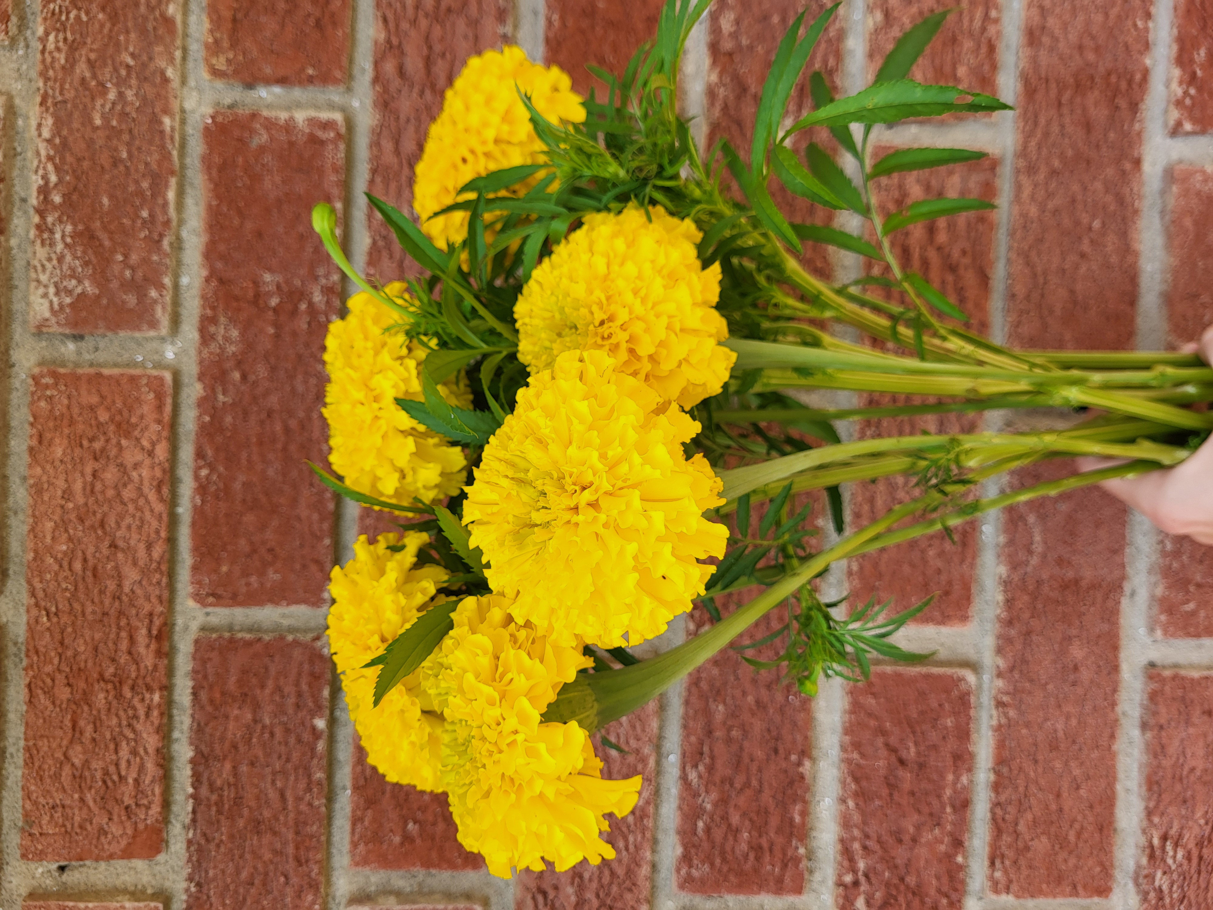 Giant marigold 