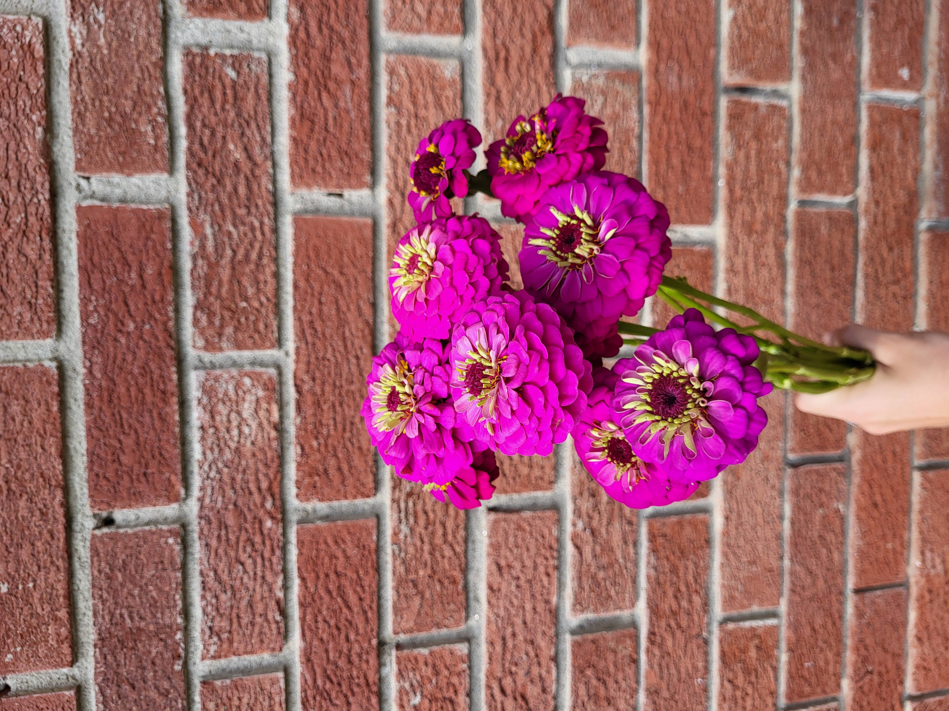 Zinnia