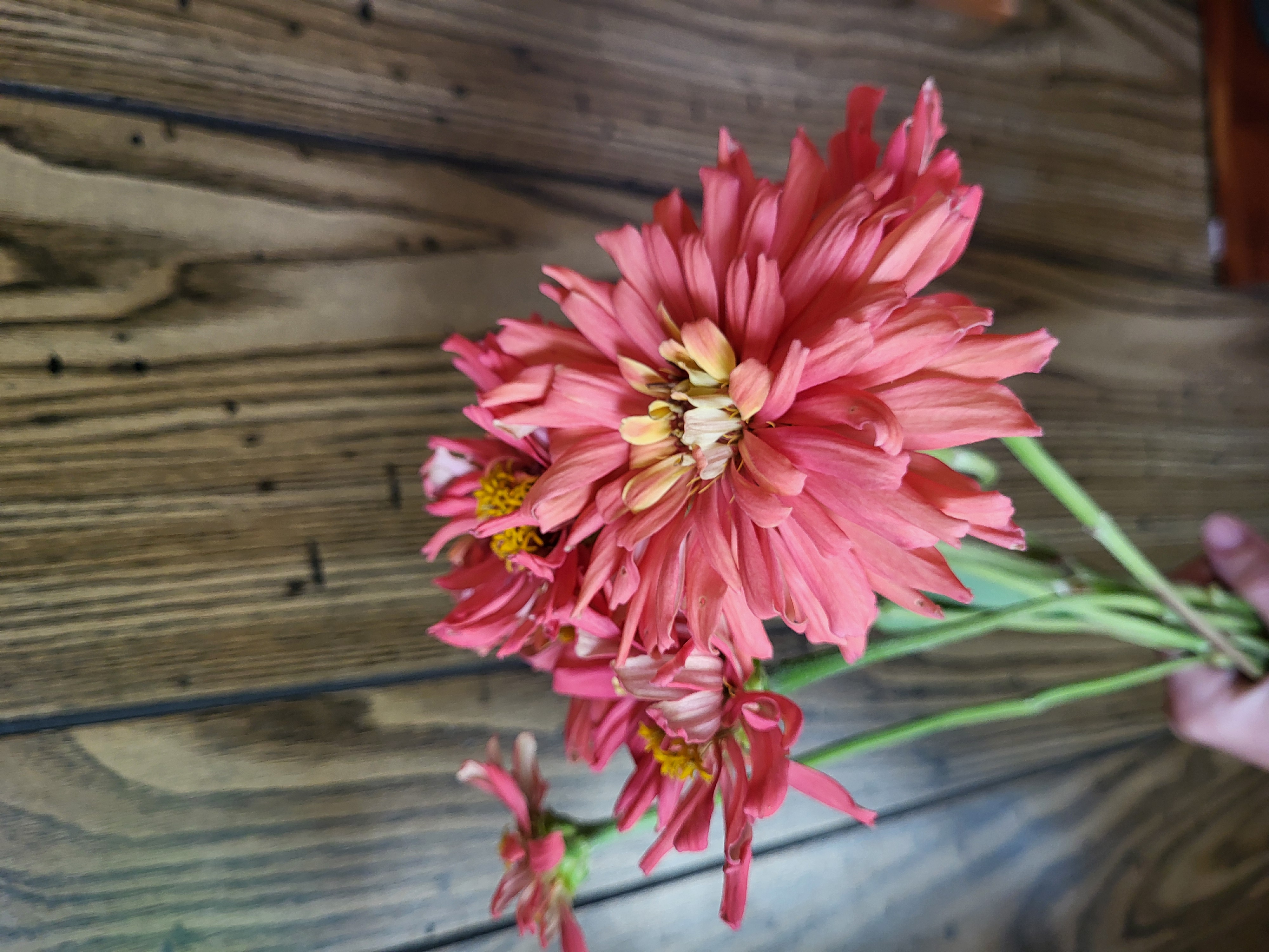 Zinnia
