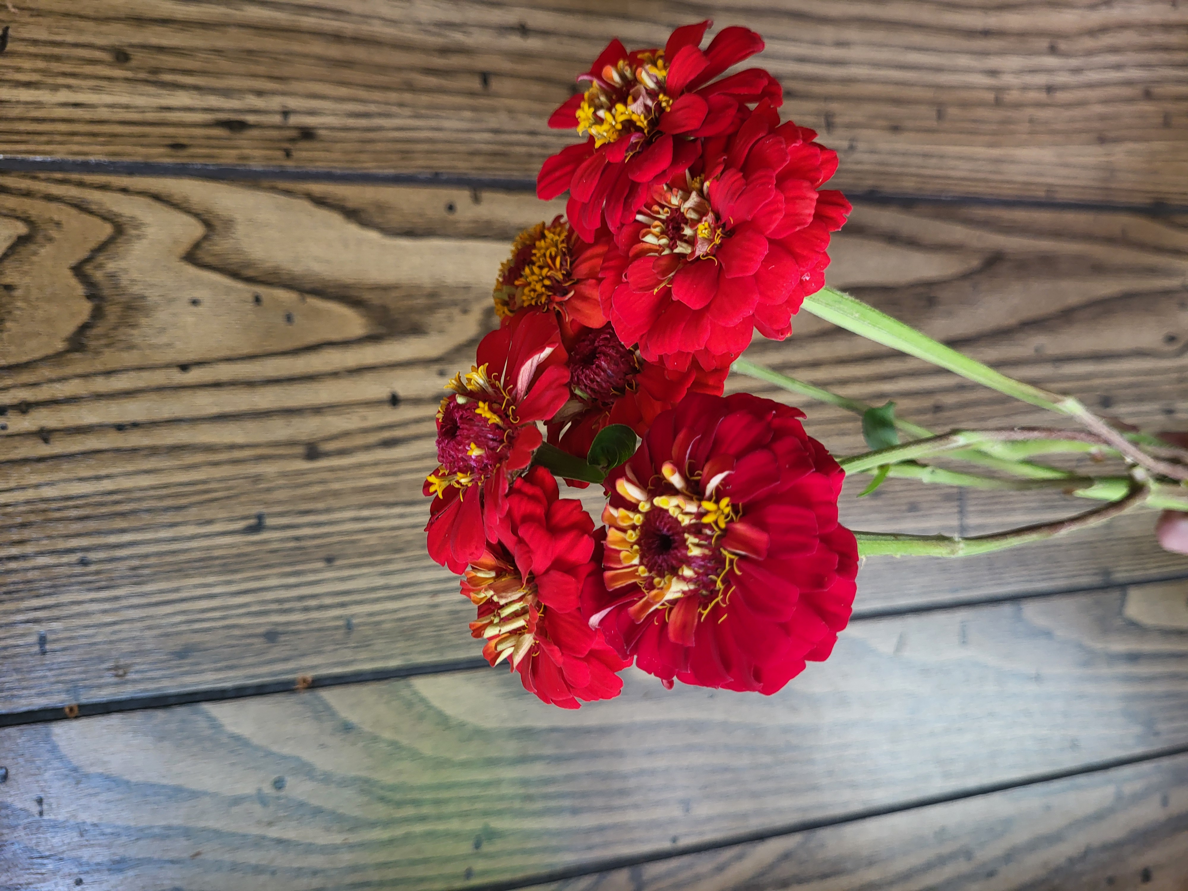 Zinnia