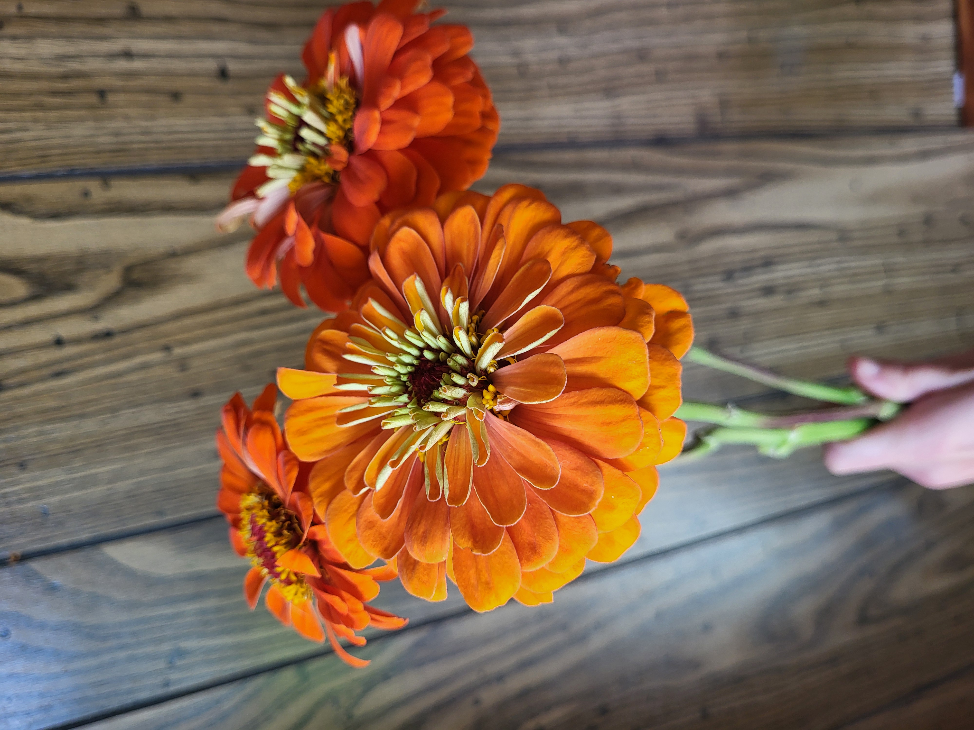 Zinna
