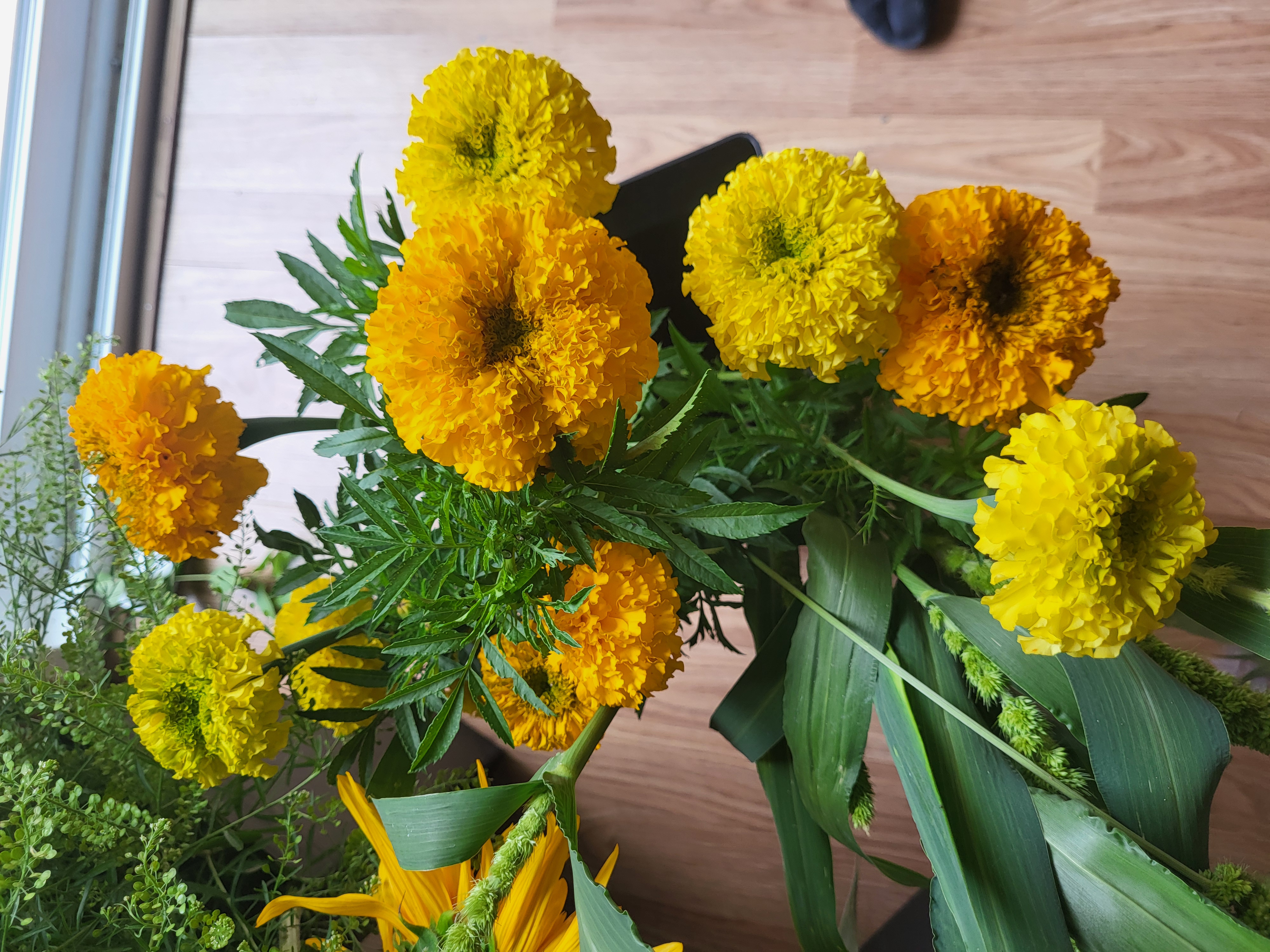 Marigold