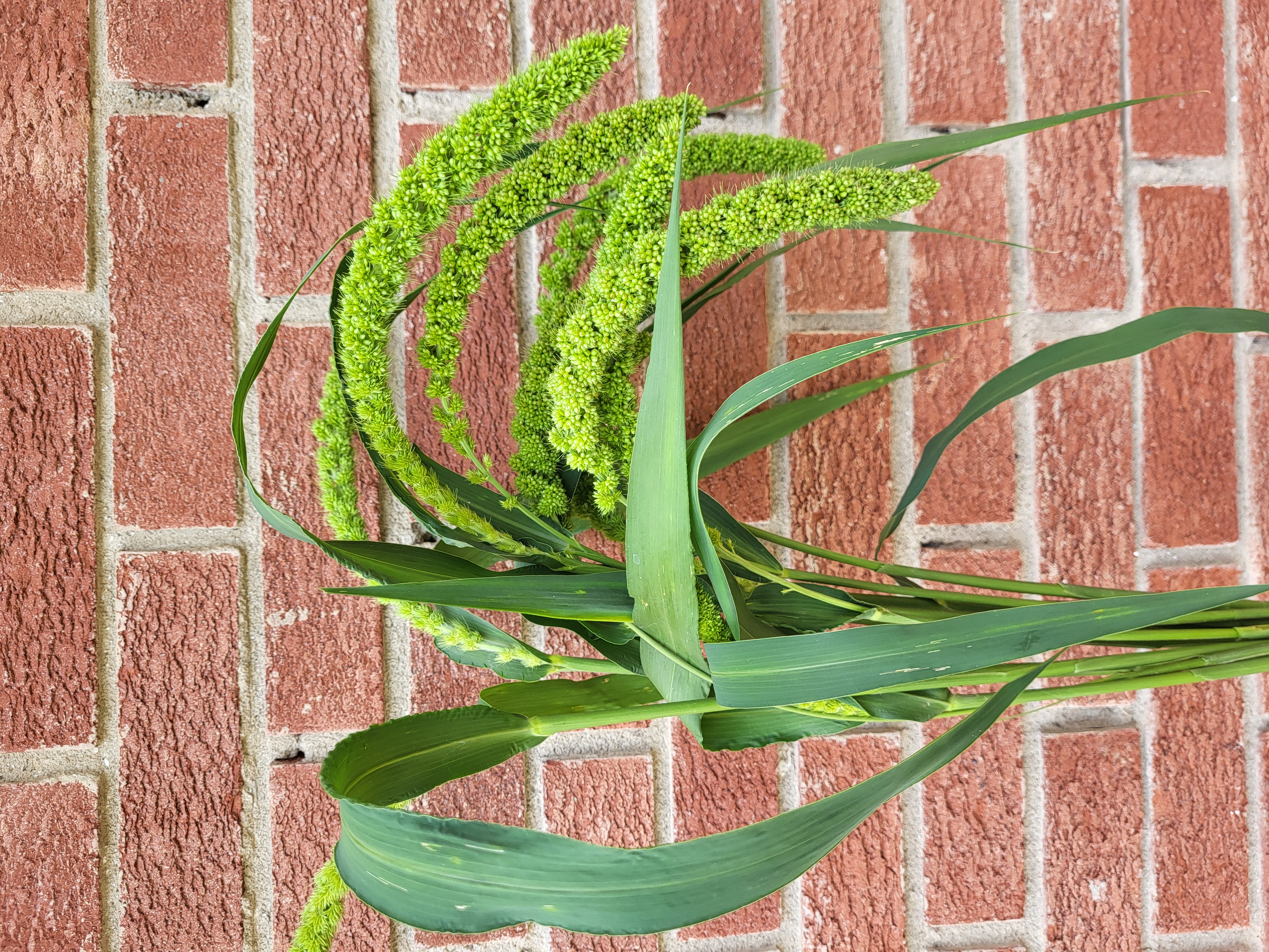 Millet