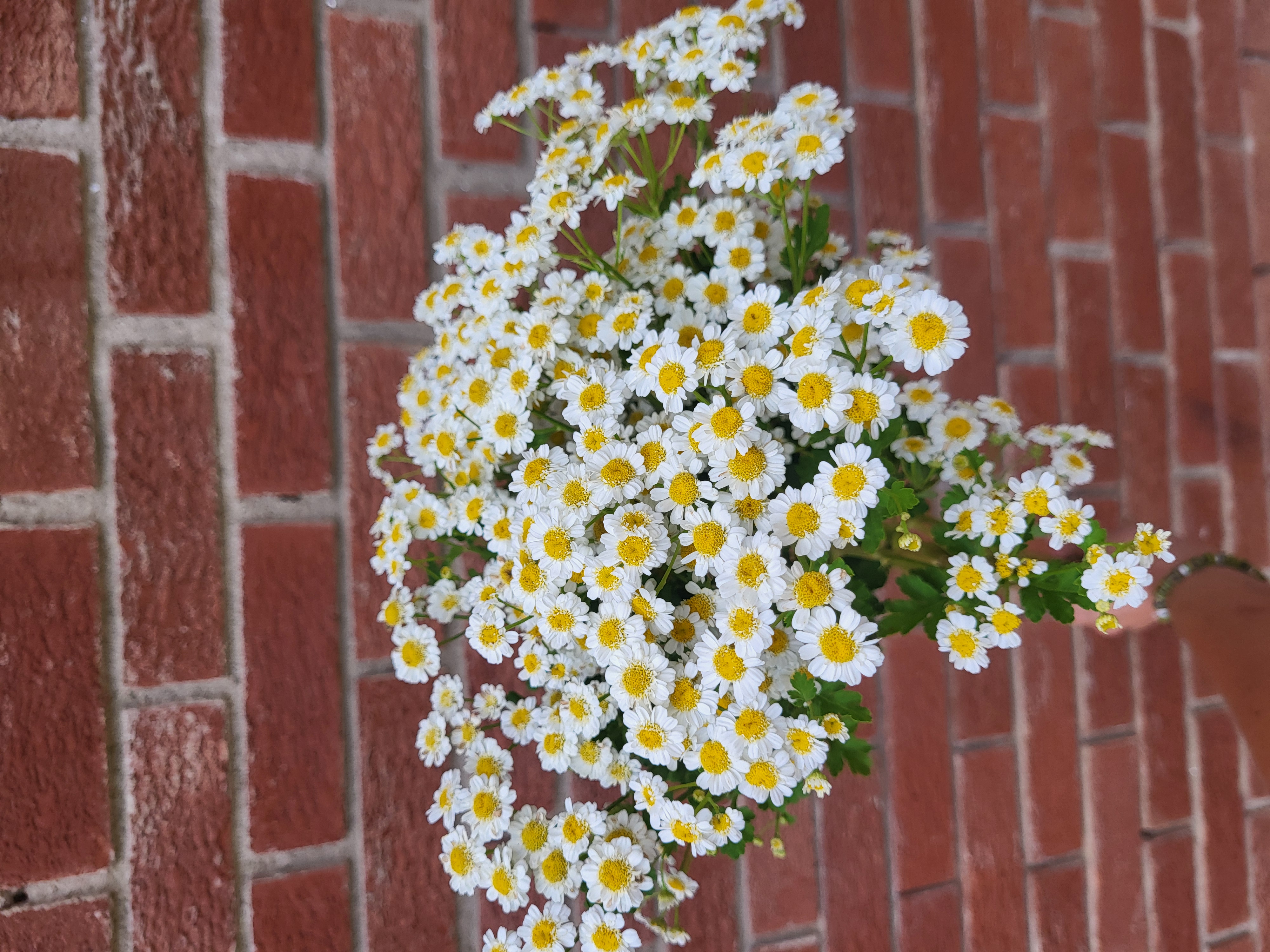 Feverfew