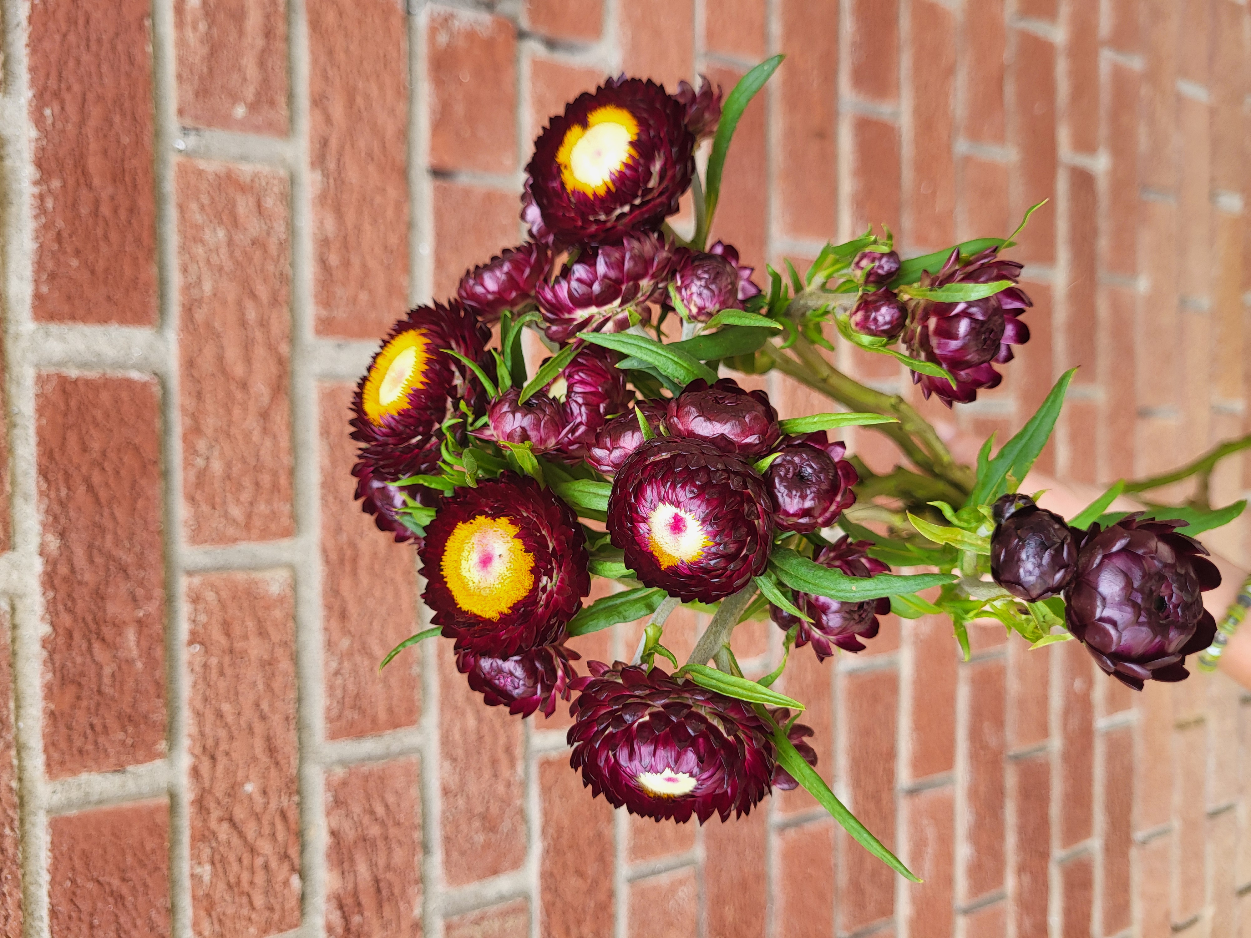 Strawflower 