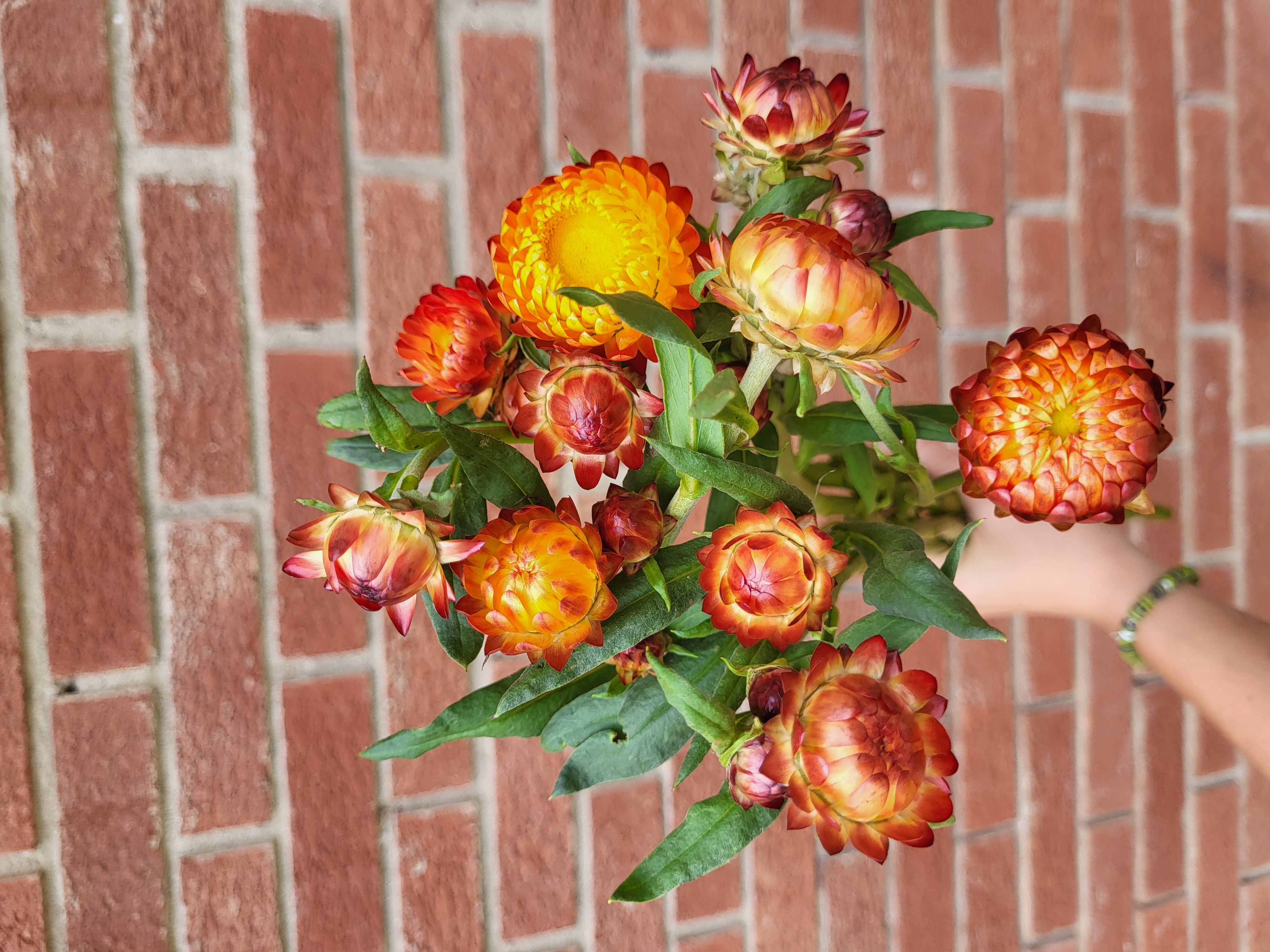 Strawflower