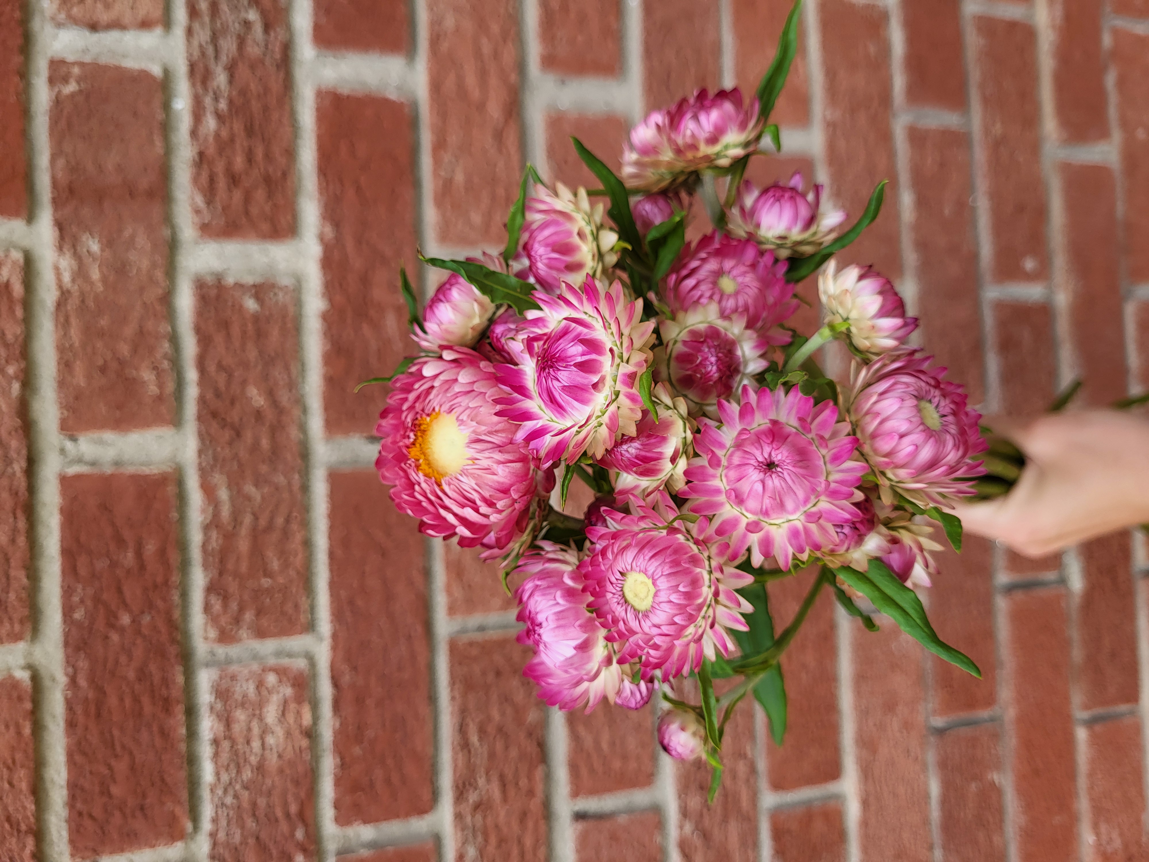 Strawflower