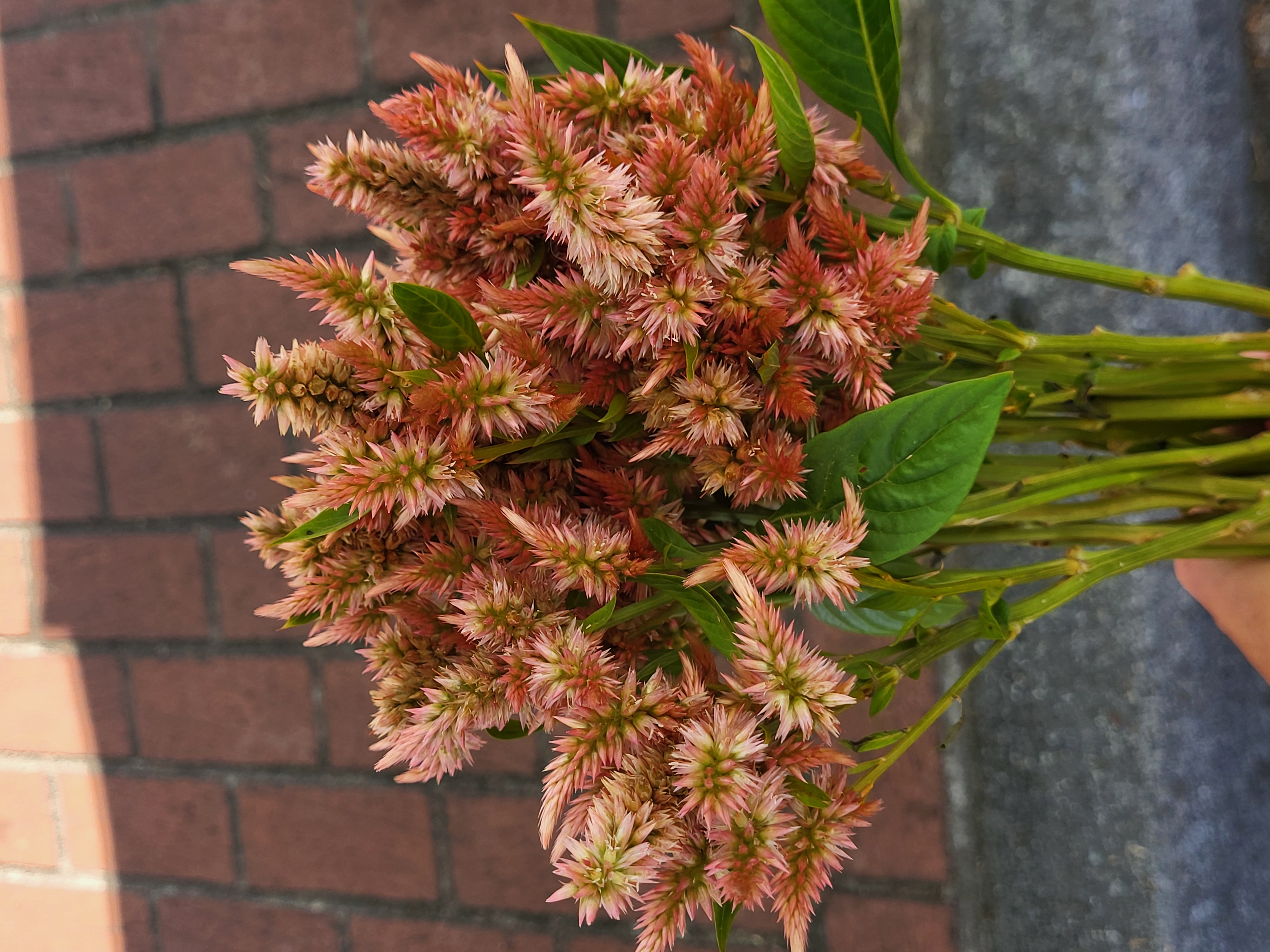 Celosia