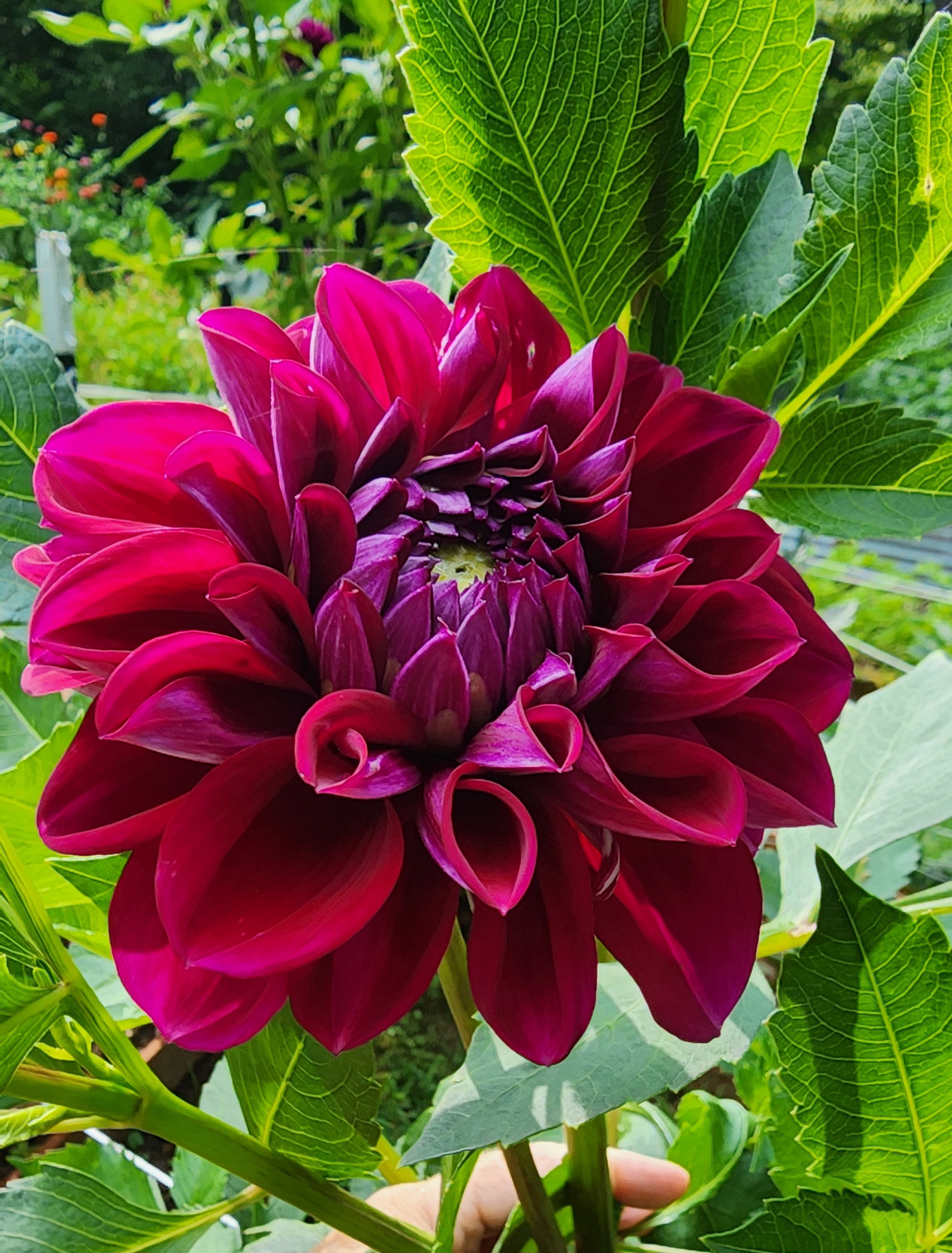 Dahlia 