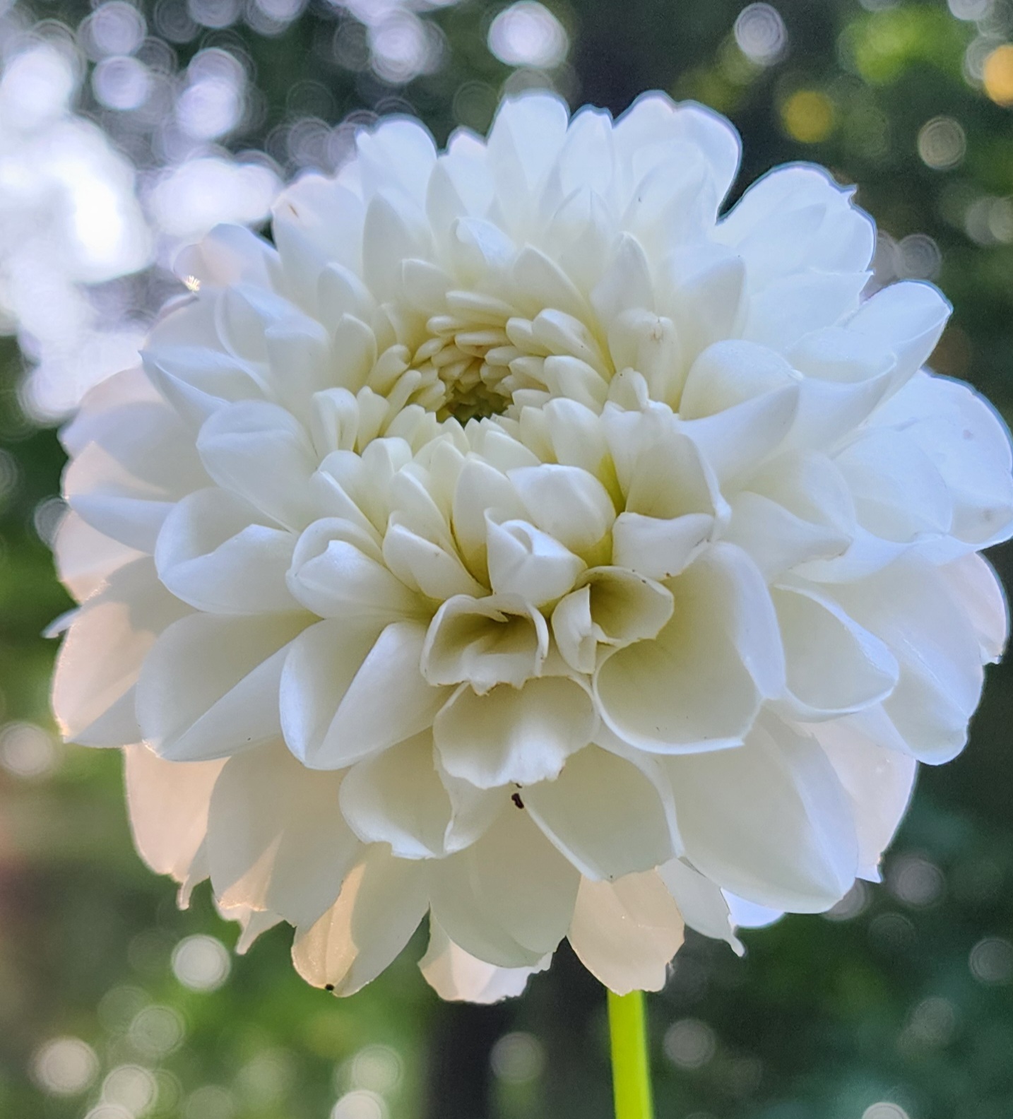 Dahlia 