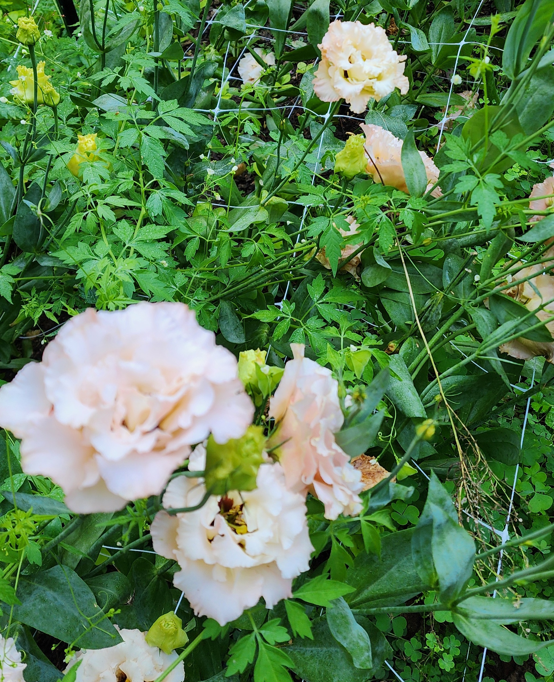 Lisianthus