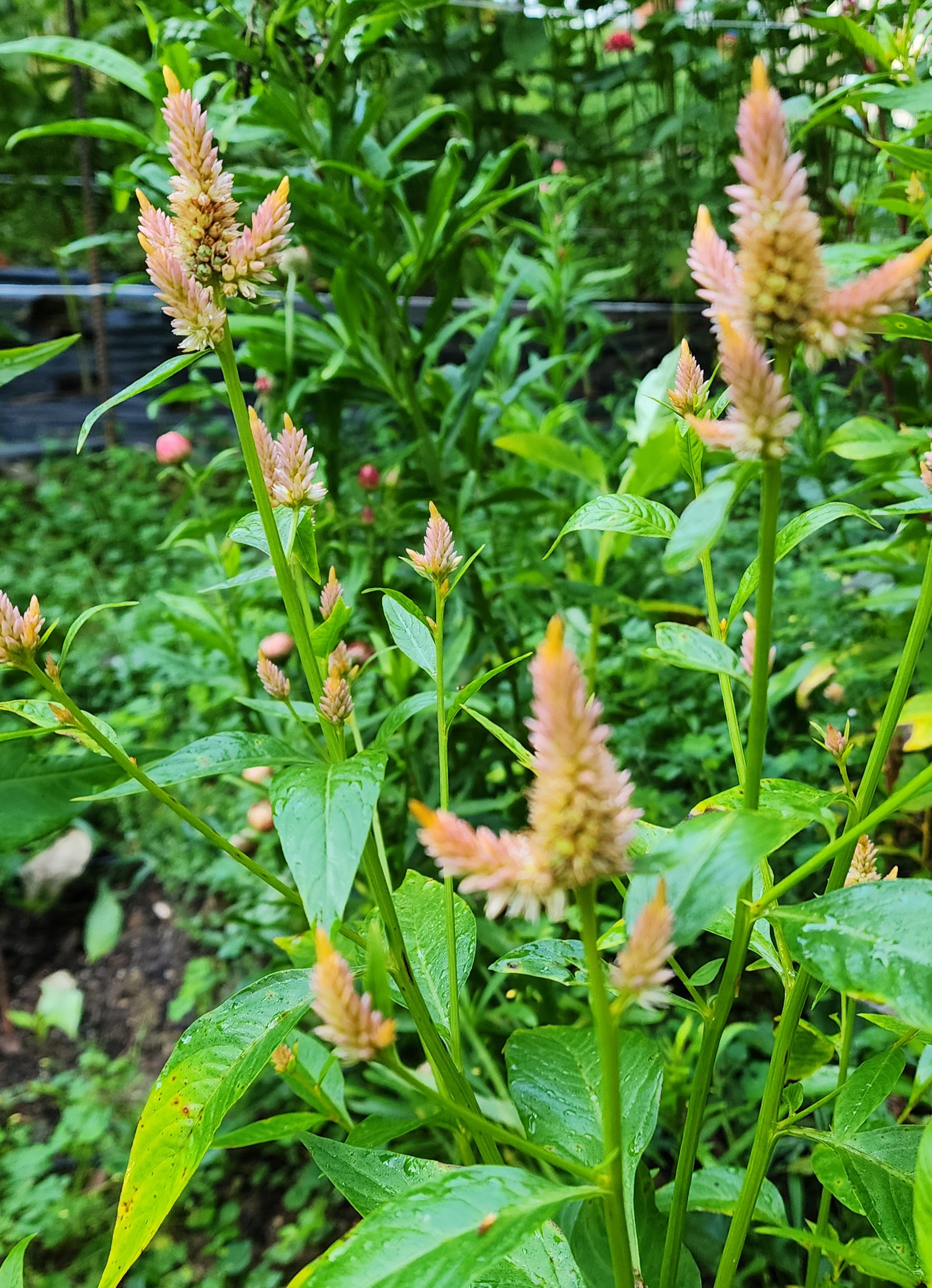 Celosia