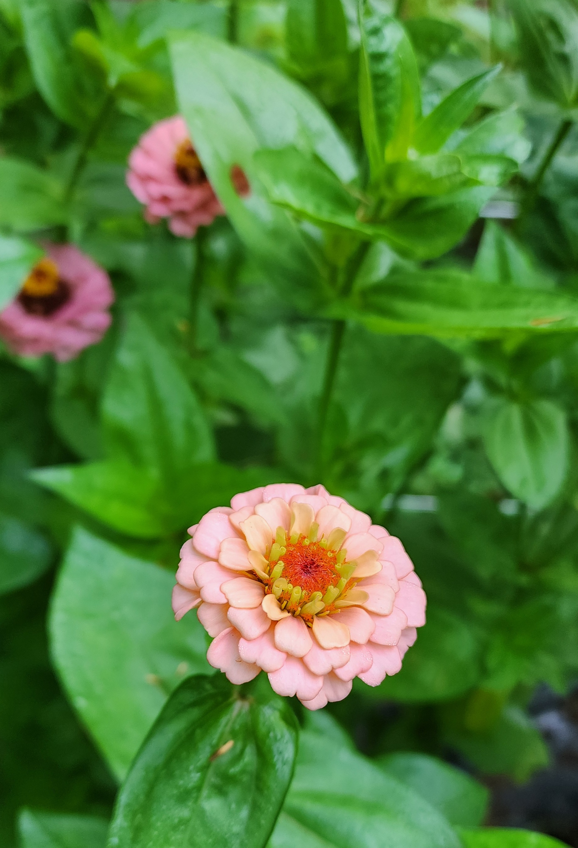 Zinnia 