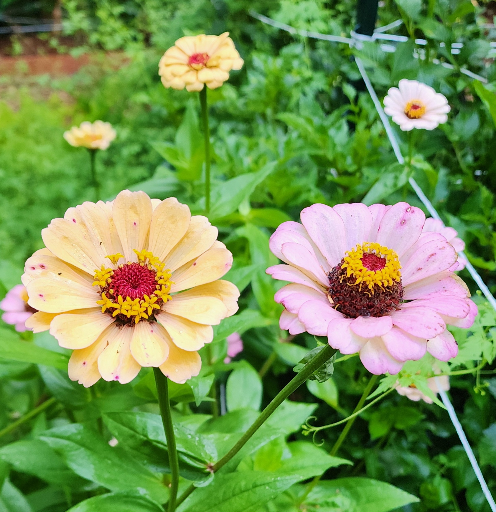 Zinnia