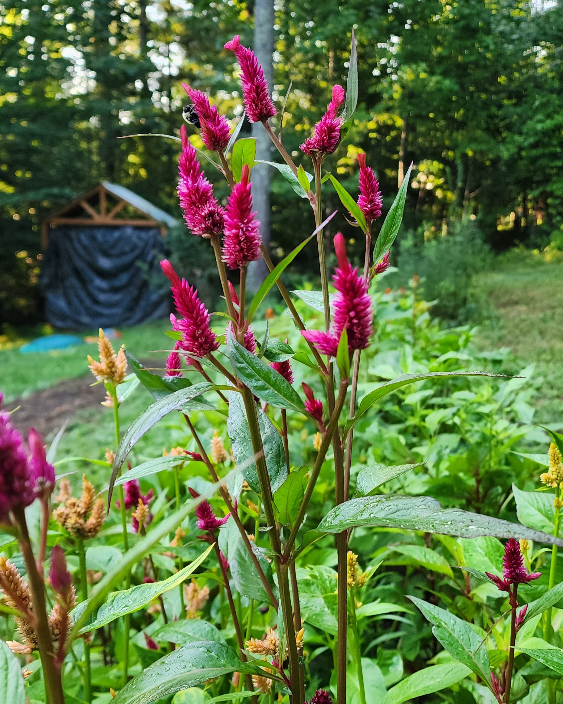 Celosia 