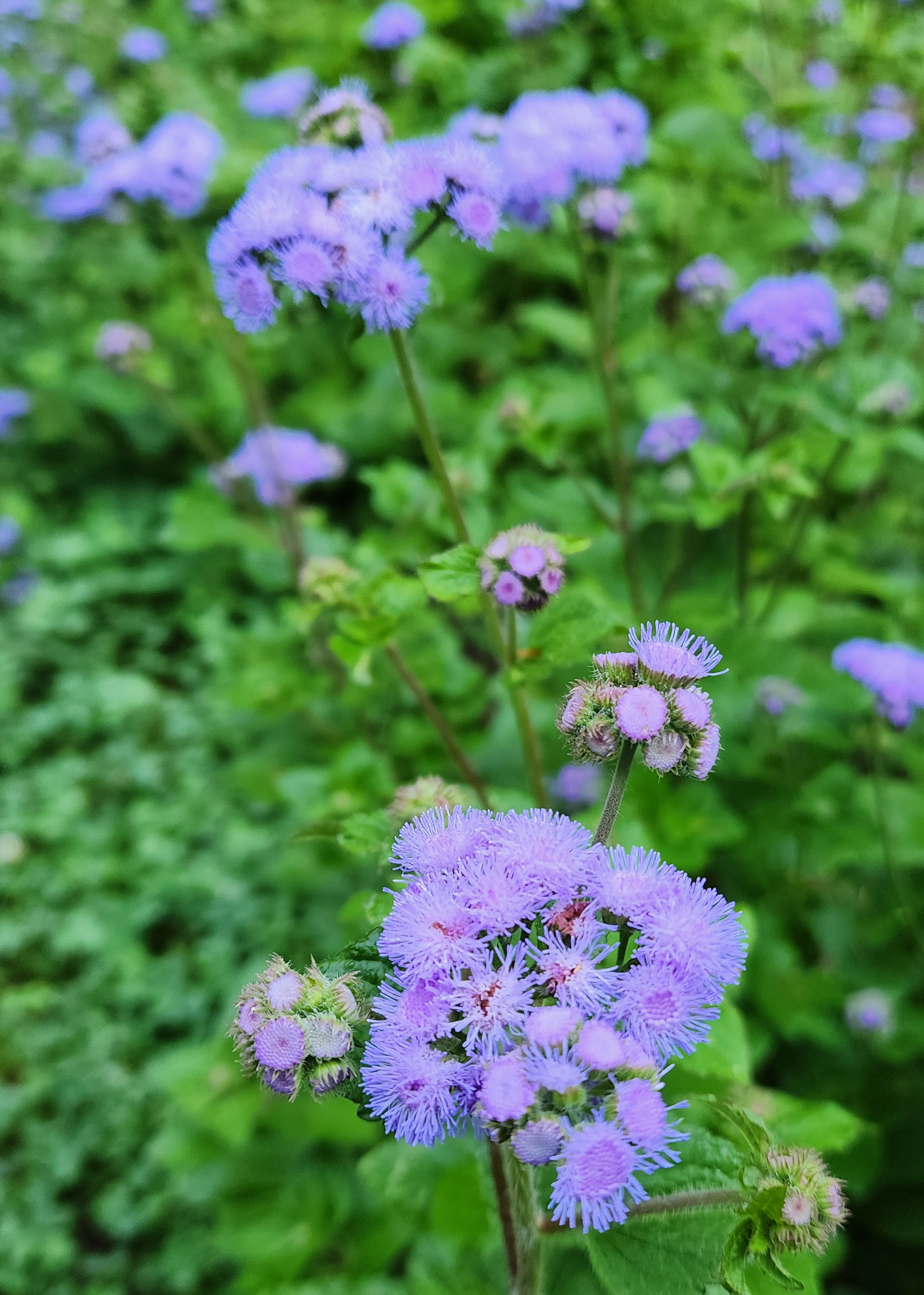 Argeratum 