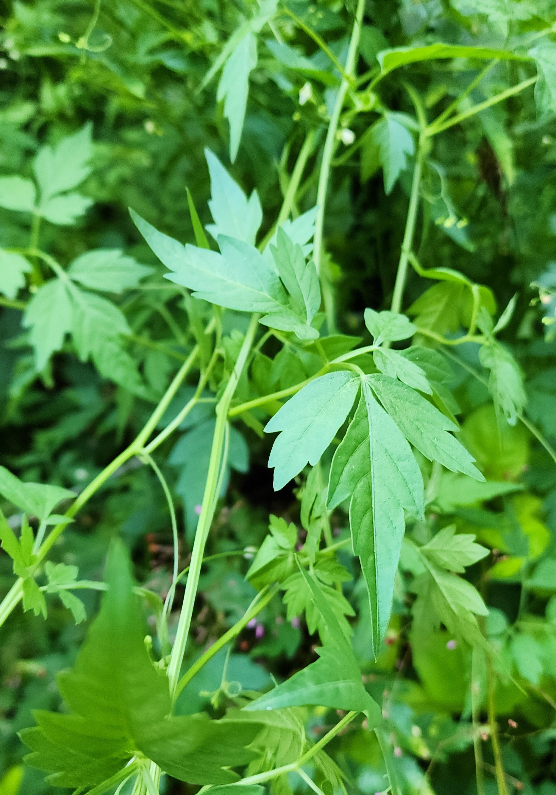 Love in a Puff vine