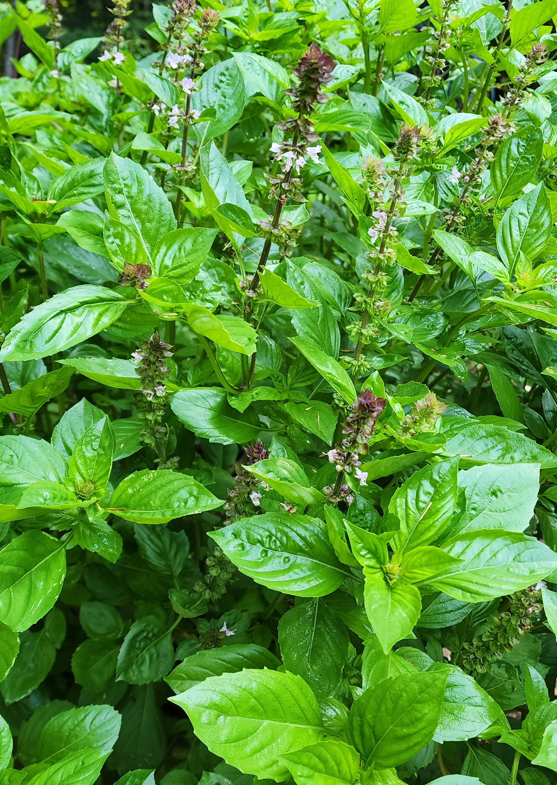 Basil 