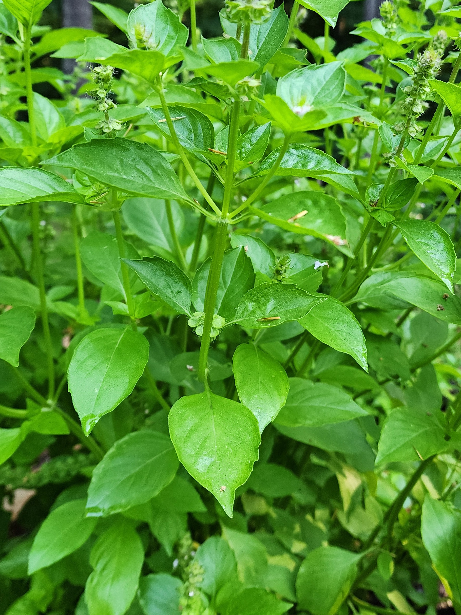 Basil 