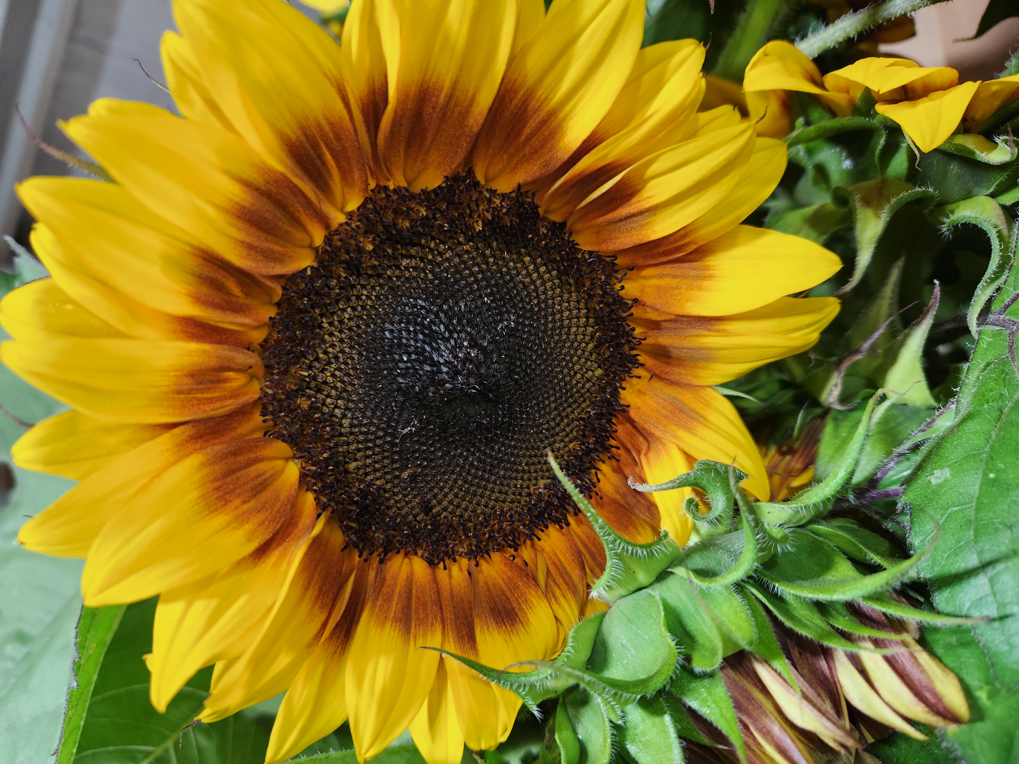Sunflowers Bicolor