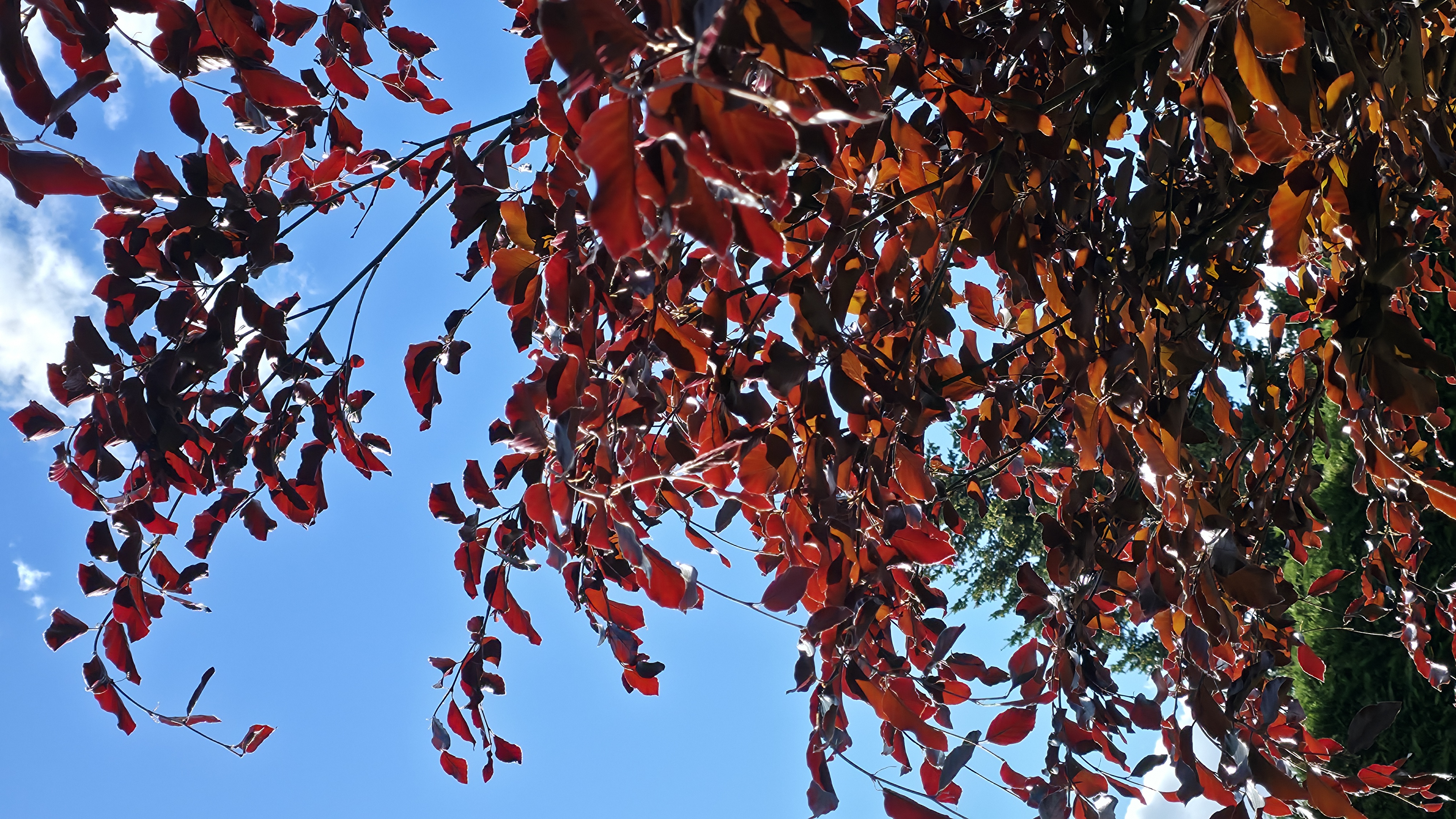 Copper Beech