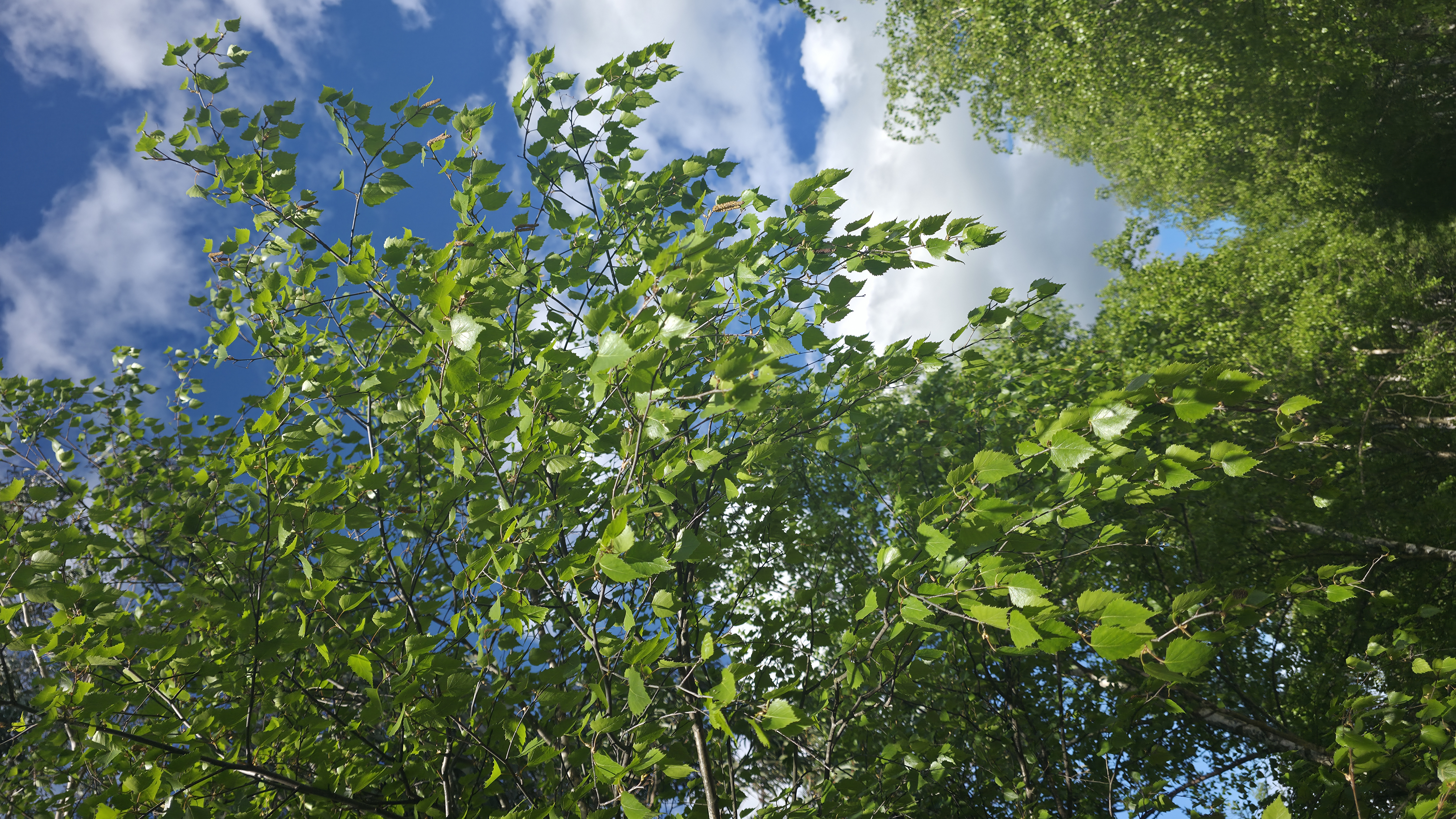 Silver Birch