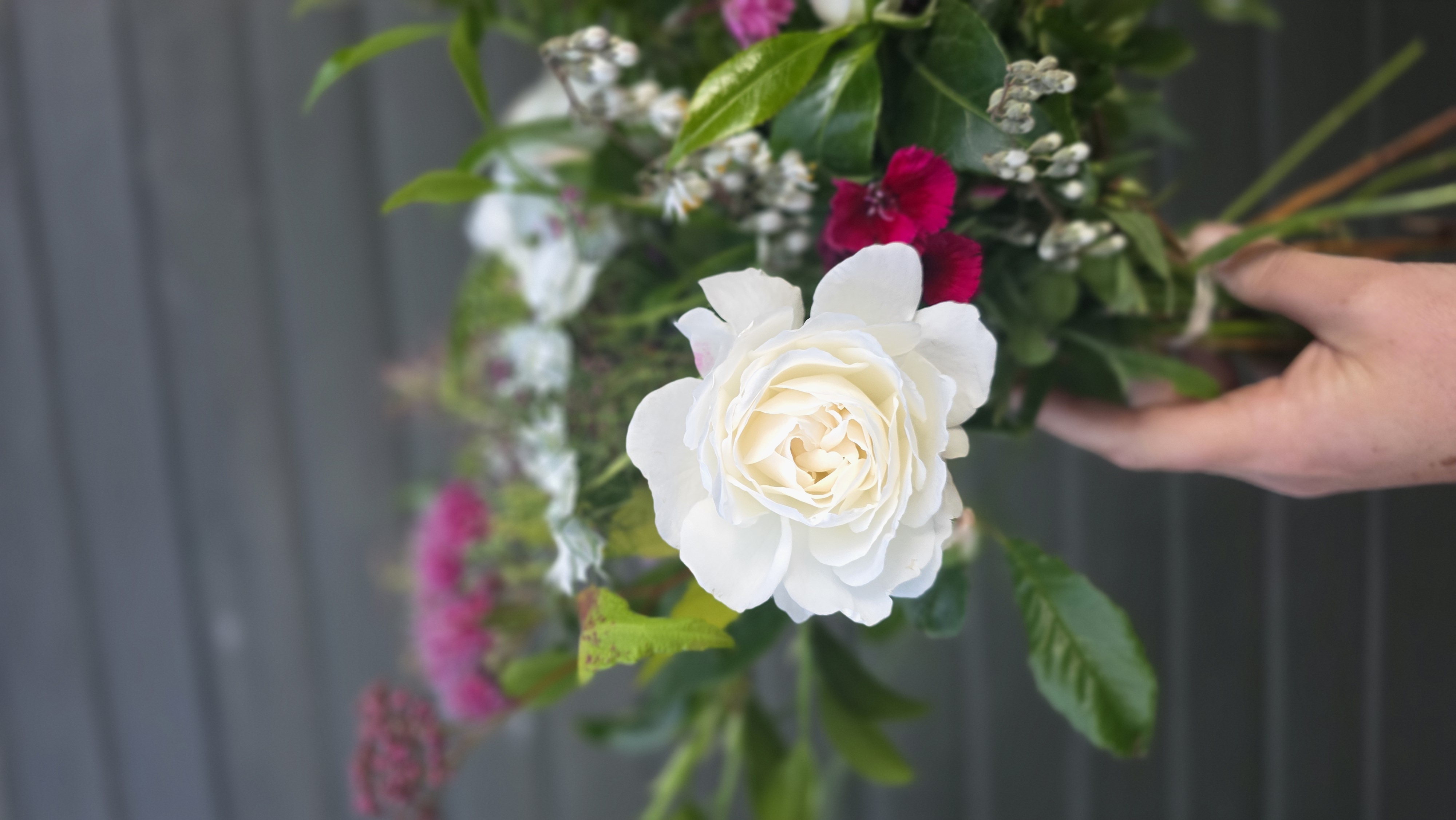 Rose