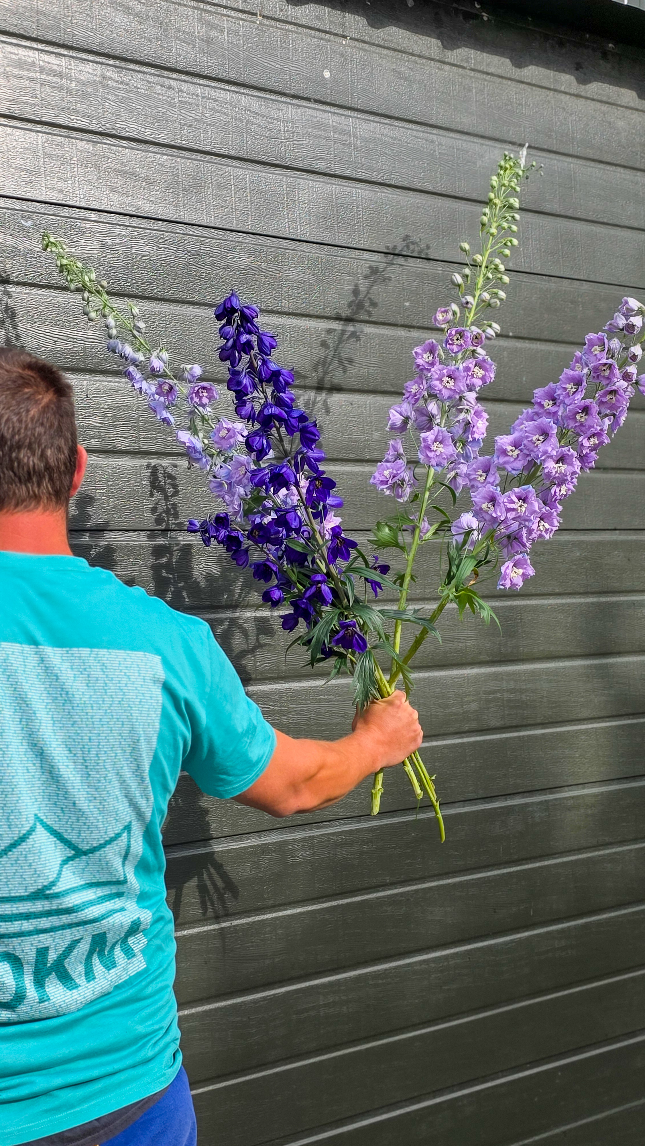 Delphinium