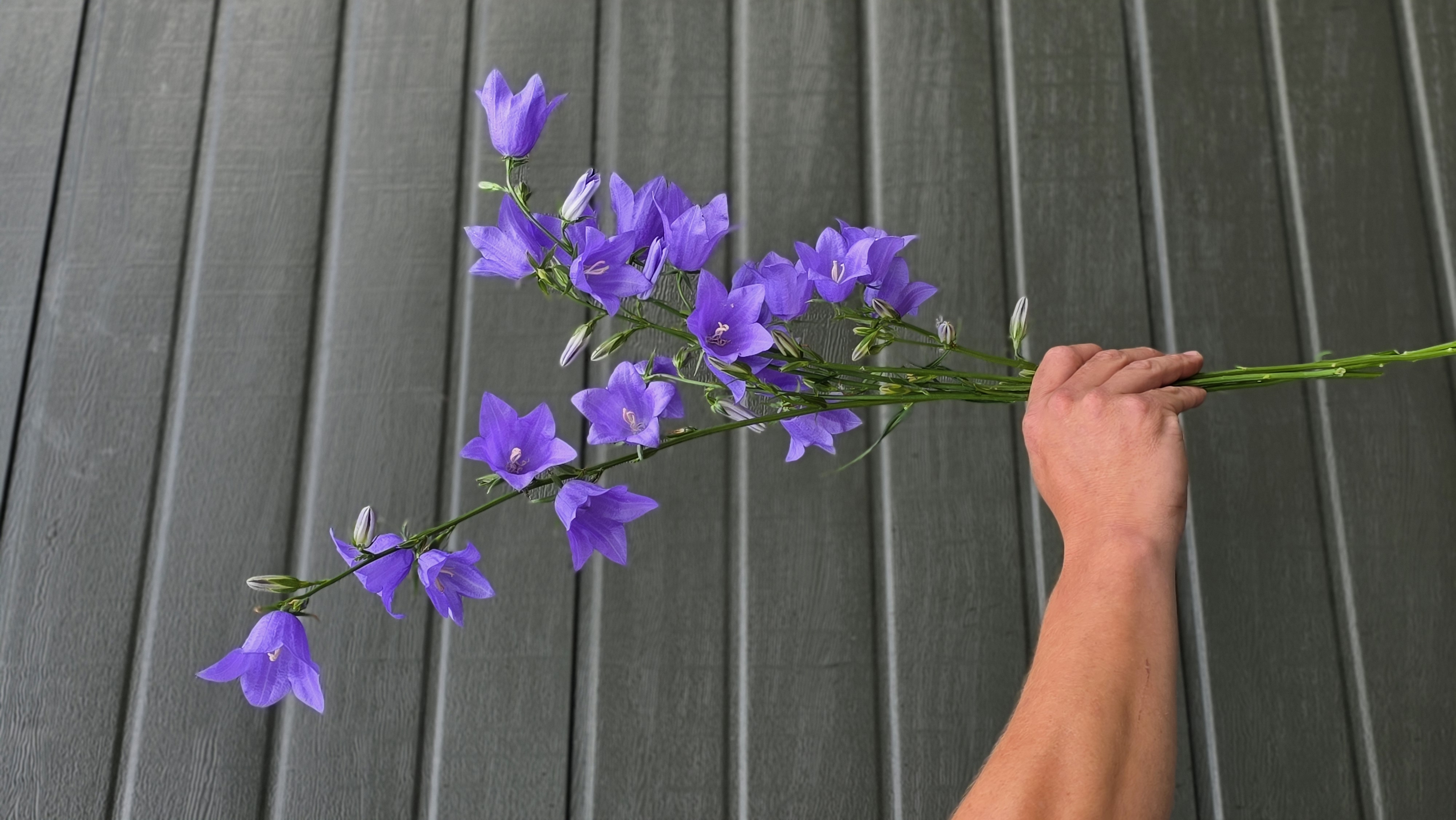 Campanula