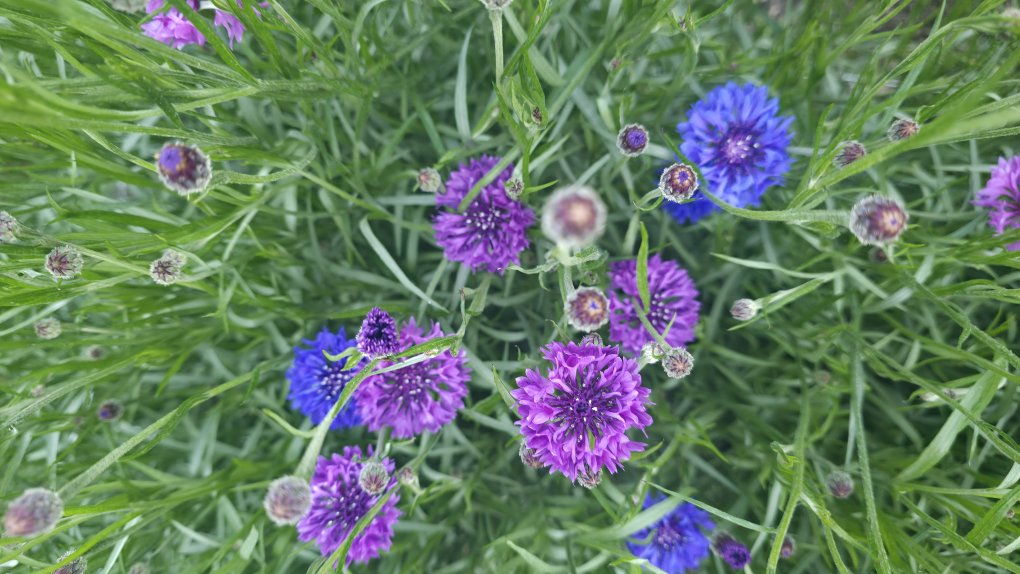 Cornflower Purple