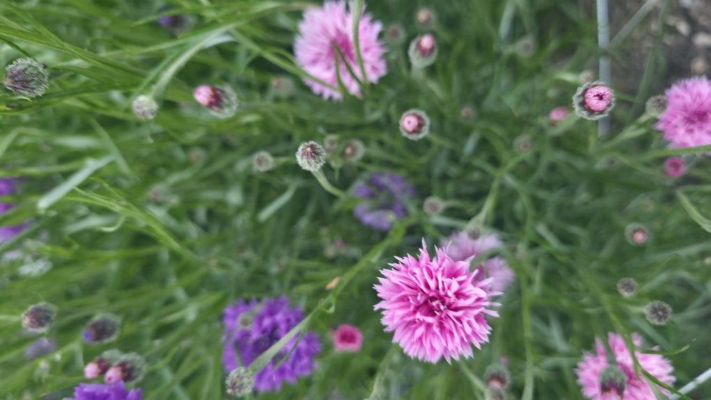 Cornflower