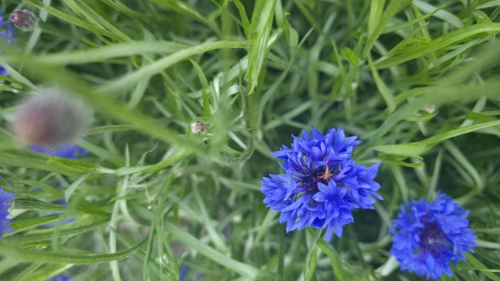 Cornflower