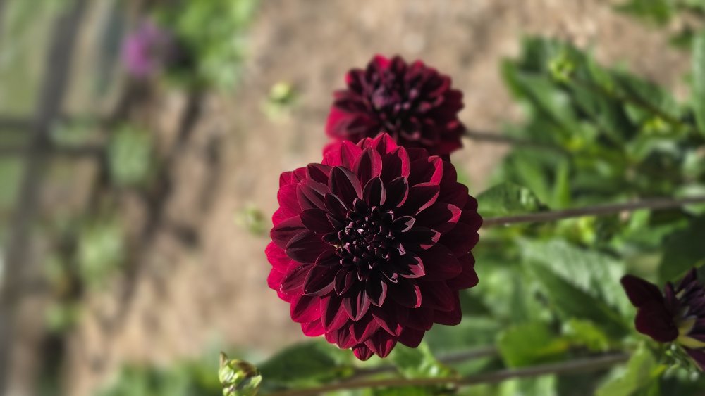 Dahlia