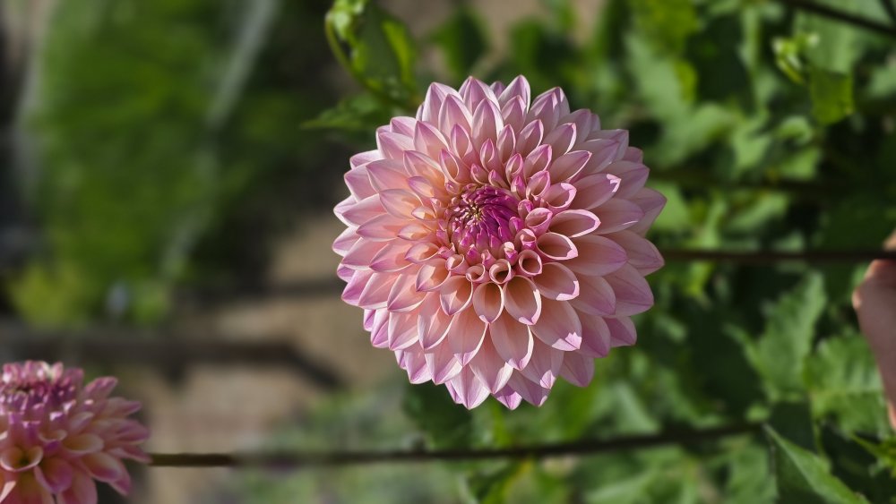 Dahlia