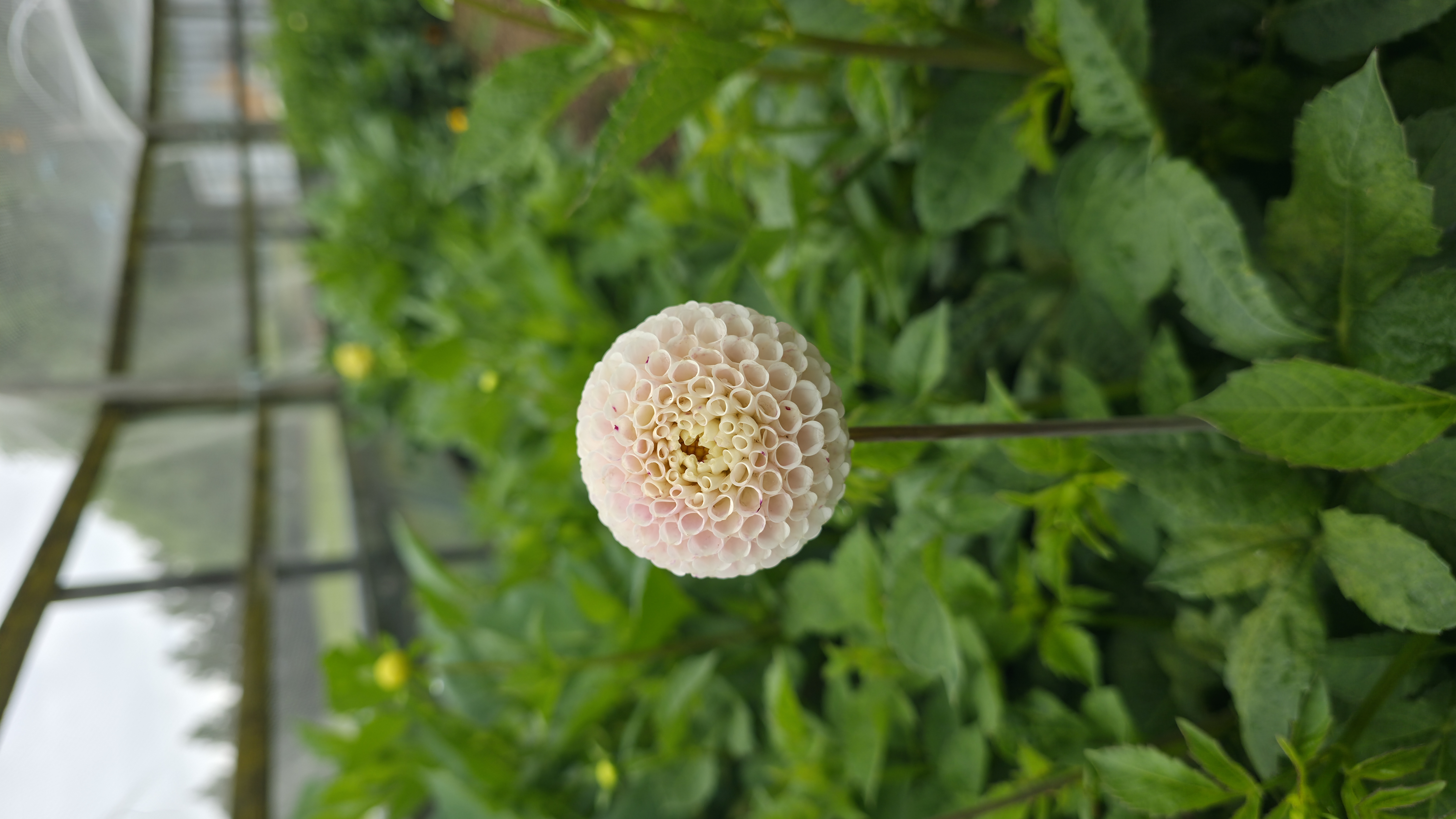 Dahlia