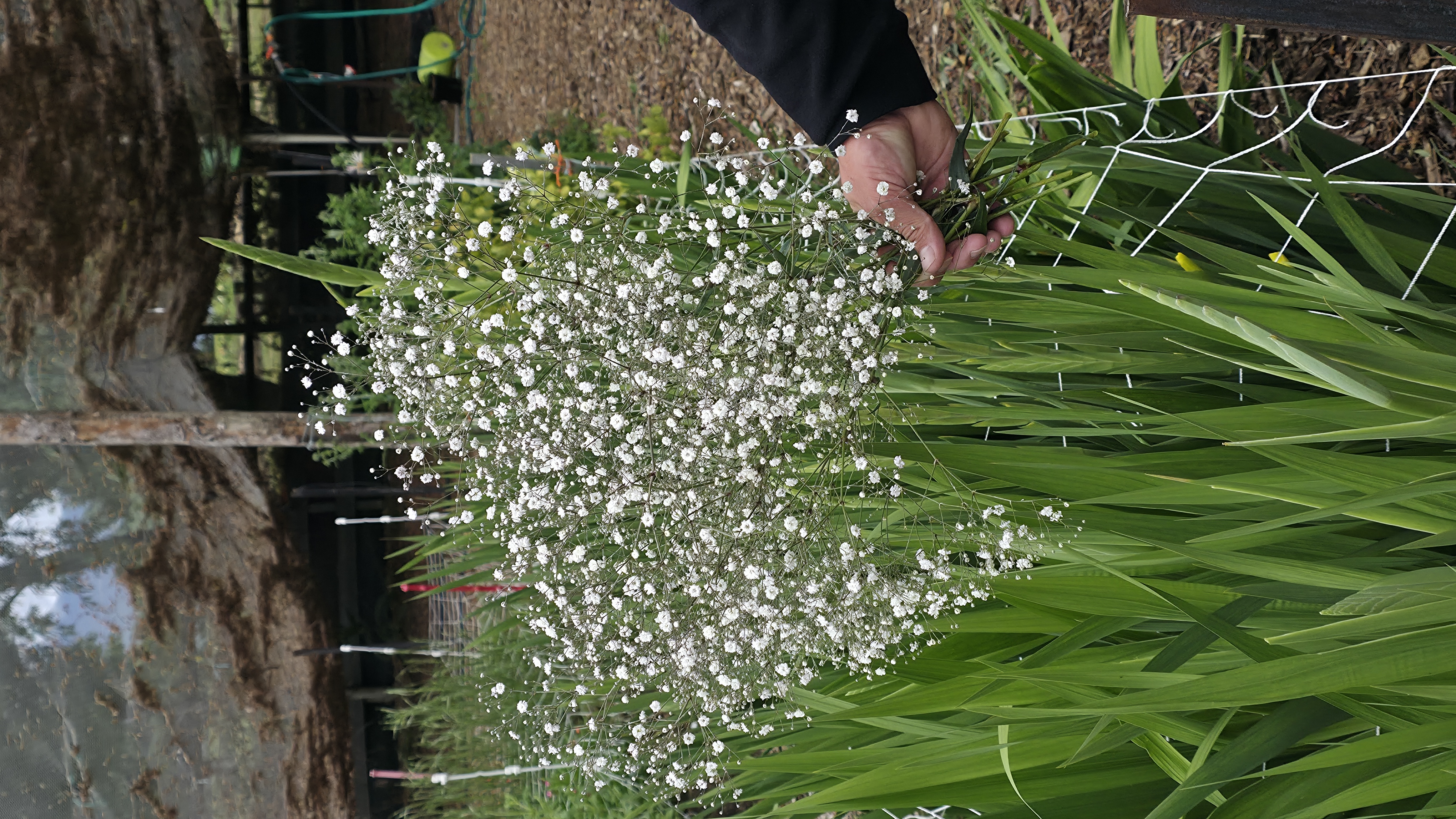 Gypsophilia 