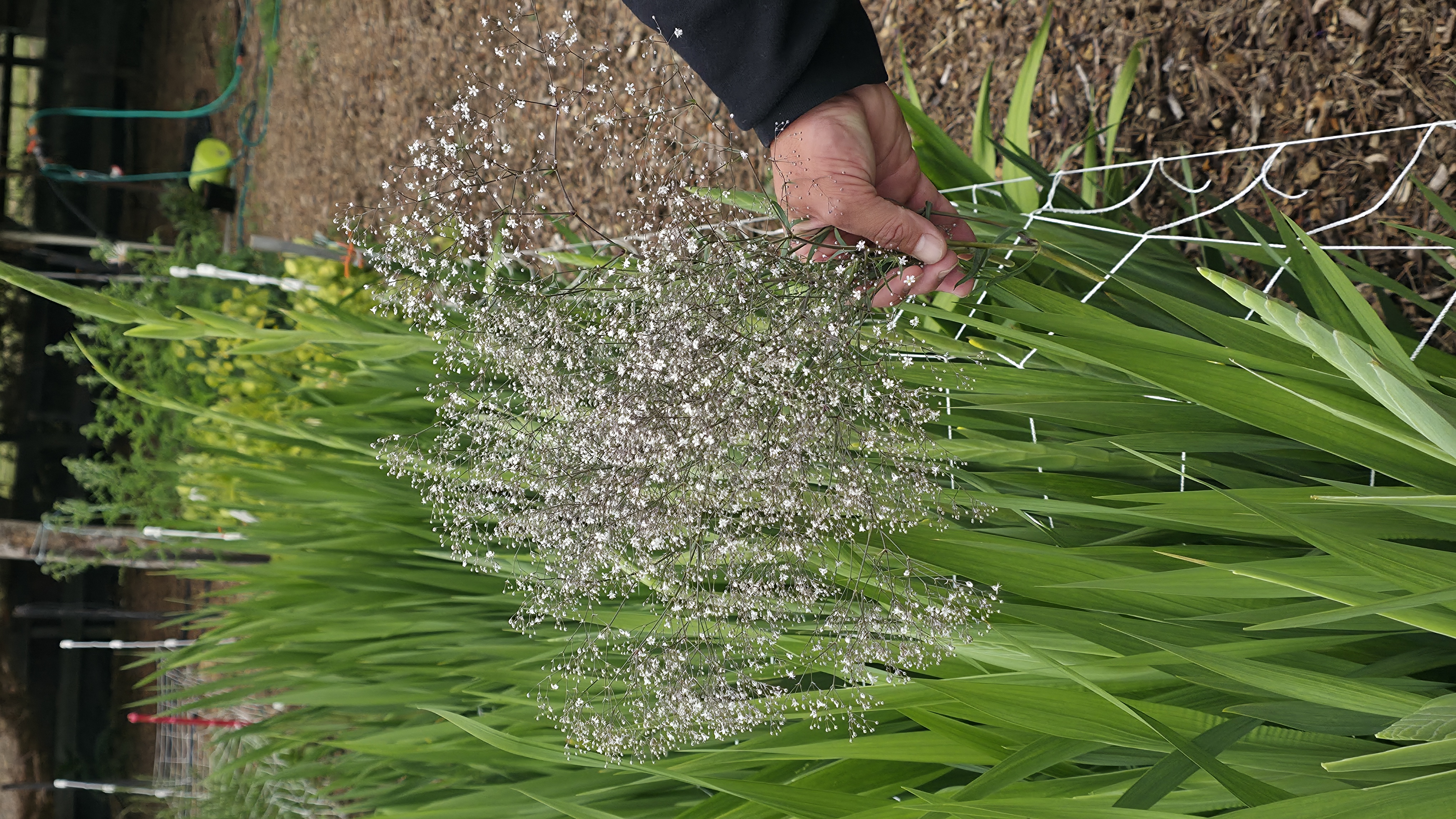 Gypsophilia 