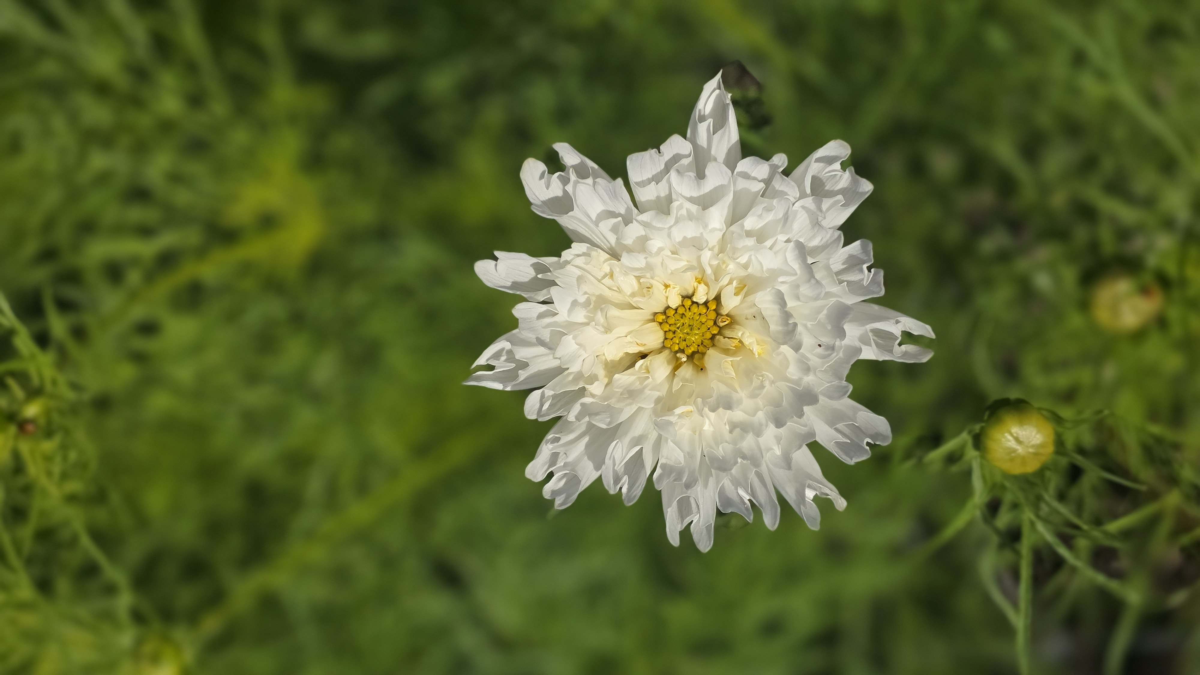 Cosmos