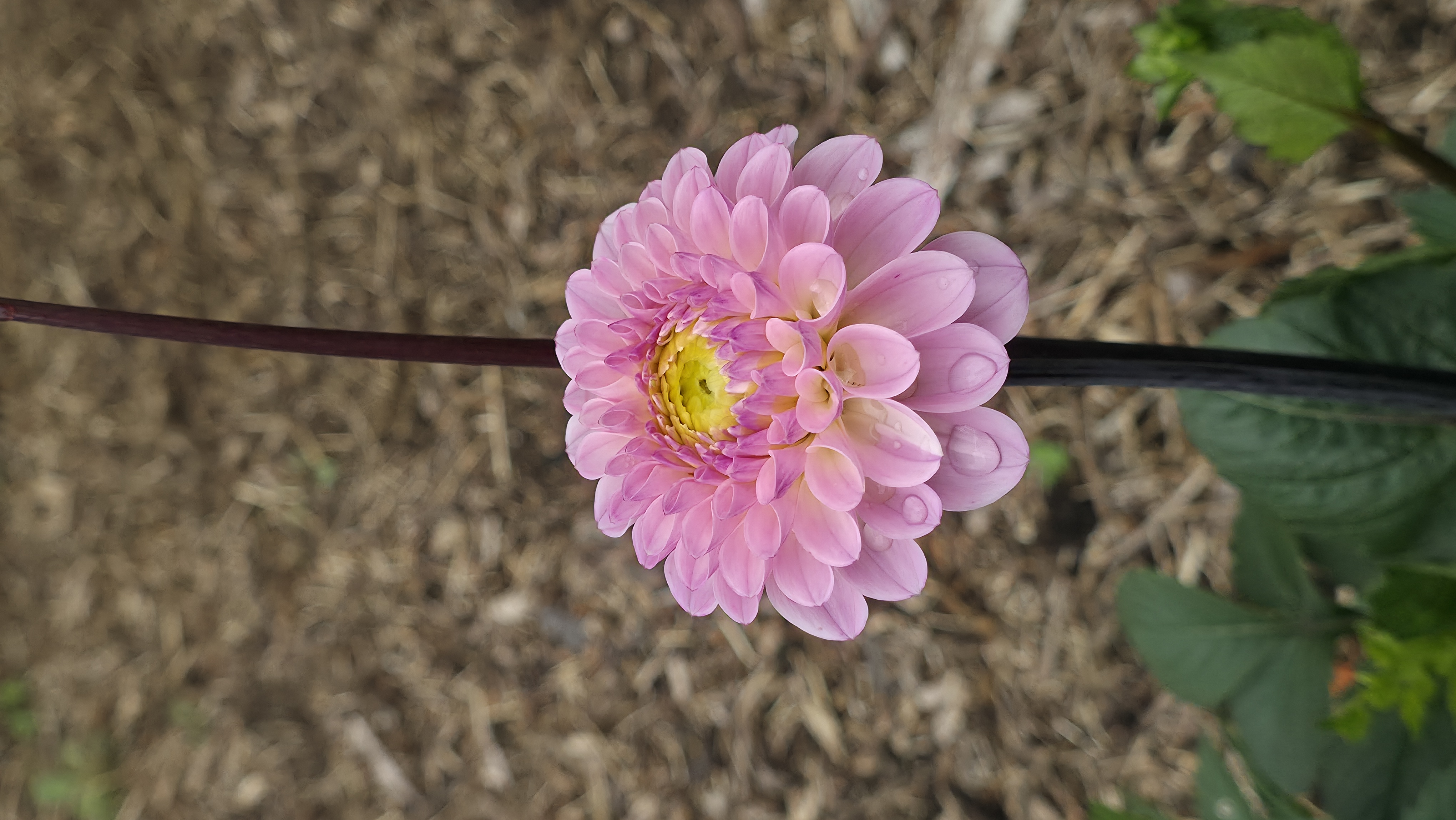 Dahlia