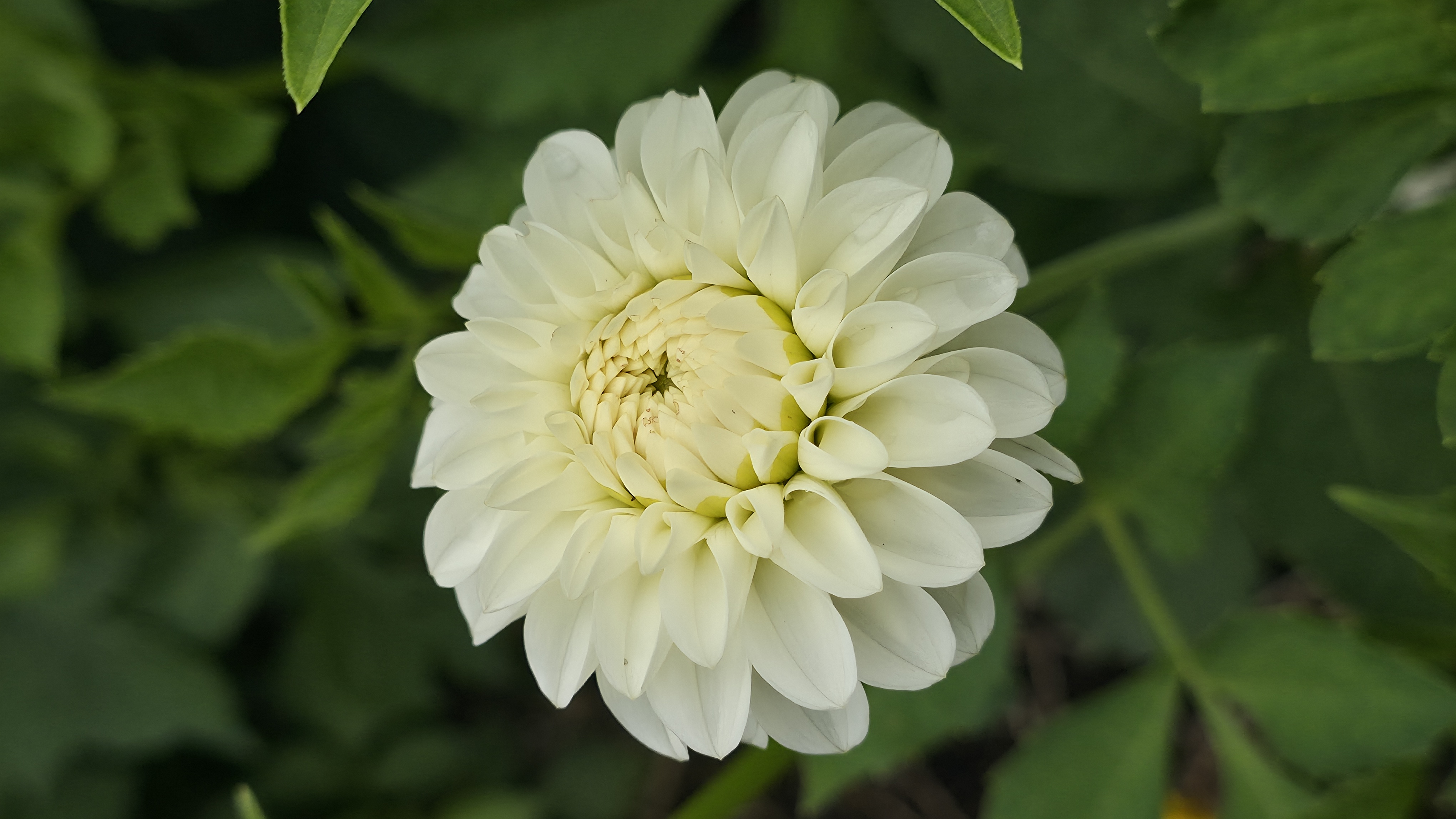Dahlia
