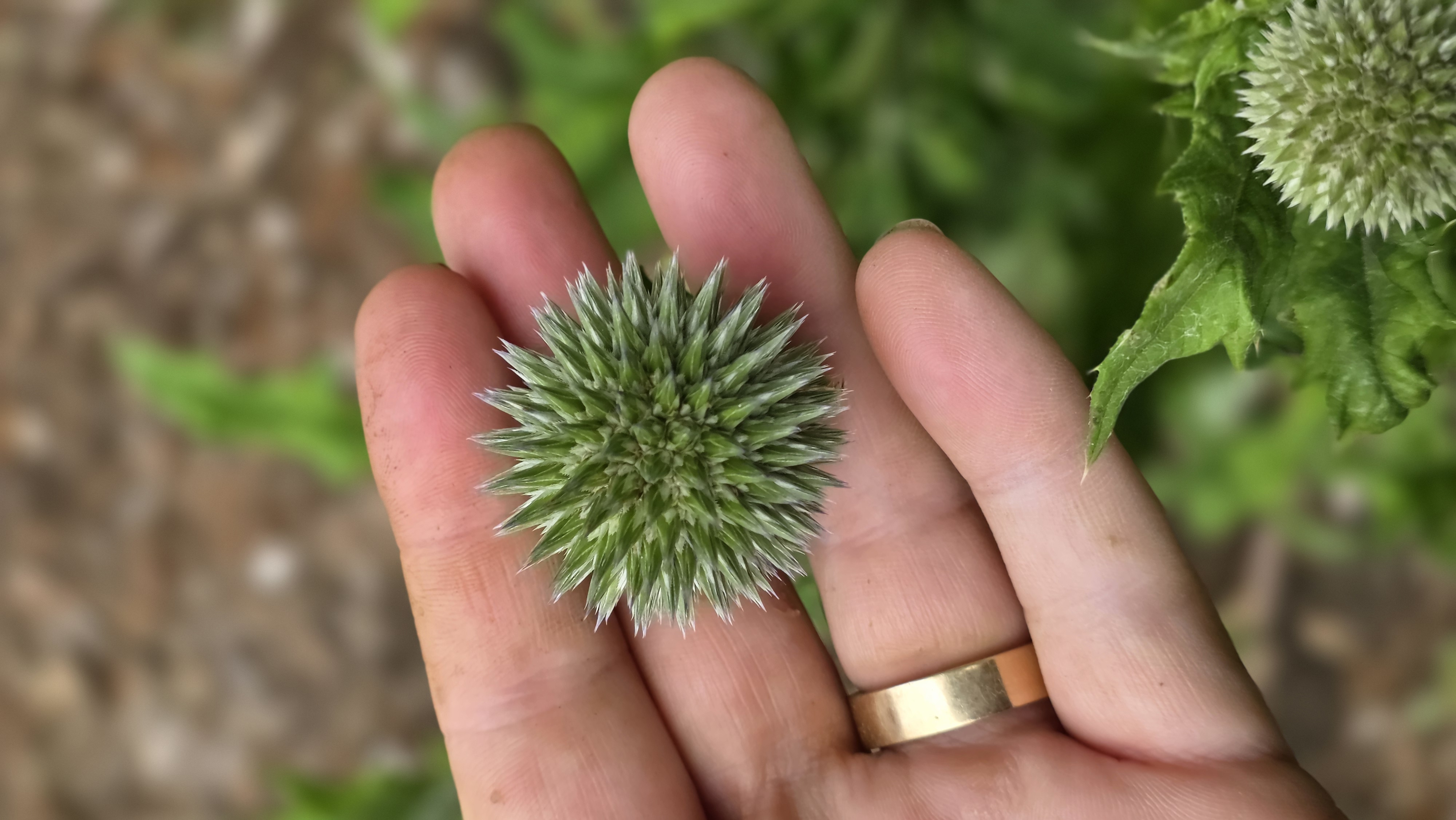 Echinops