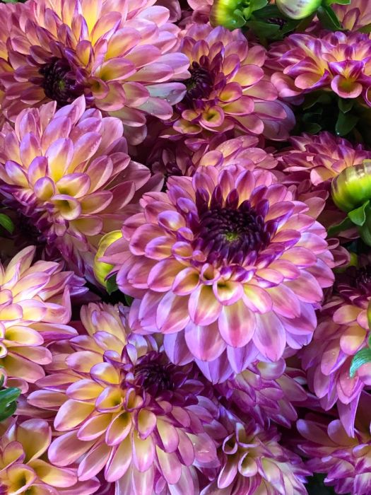 Dahlia