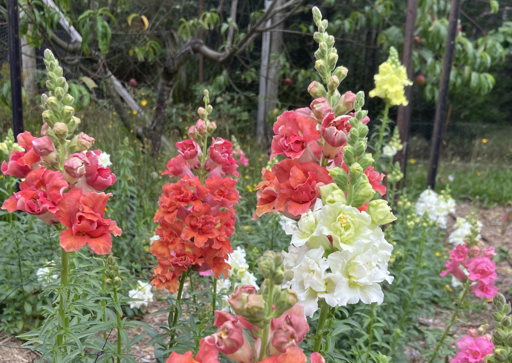 Snapdragons
