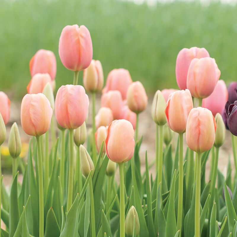 Tulip